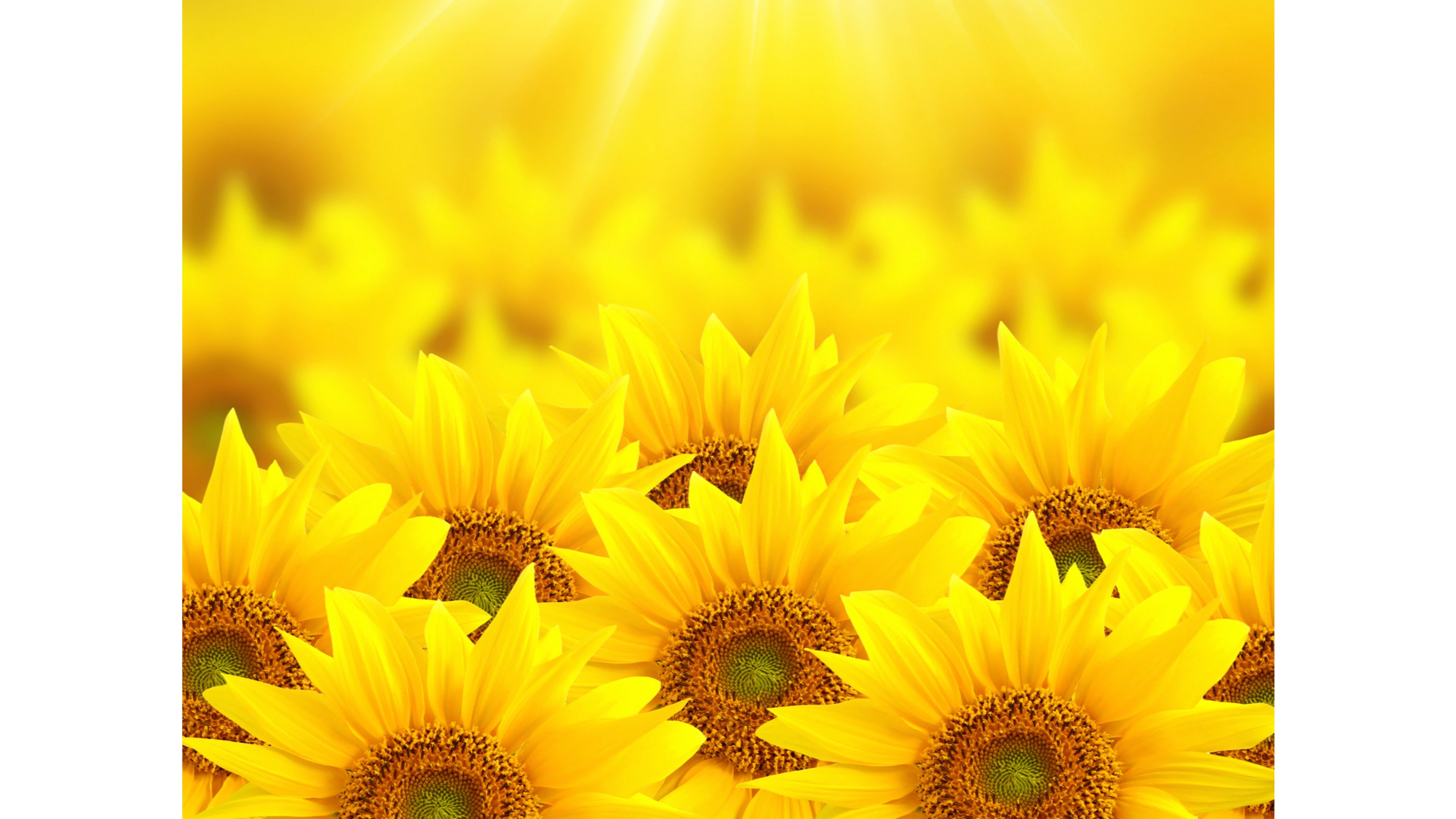 Bright Sunflower 4K Wallpaper | Free 4K Wallpaper