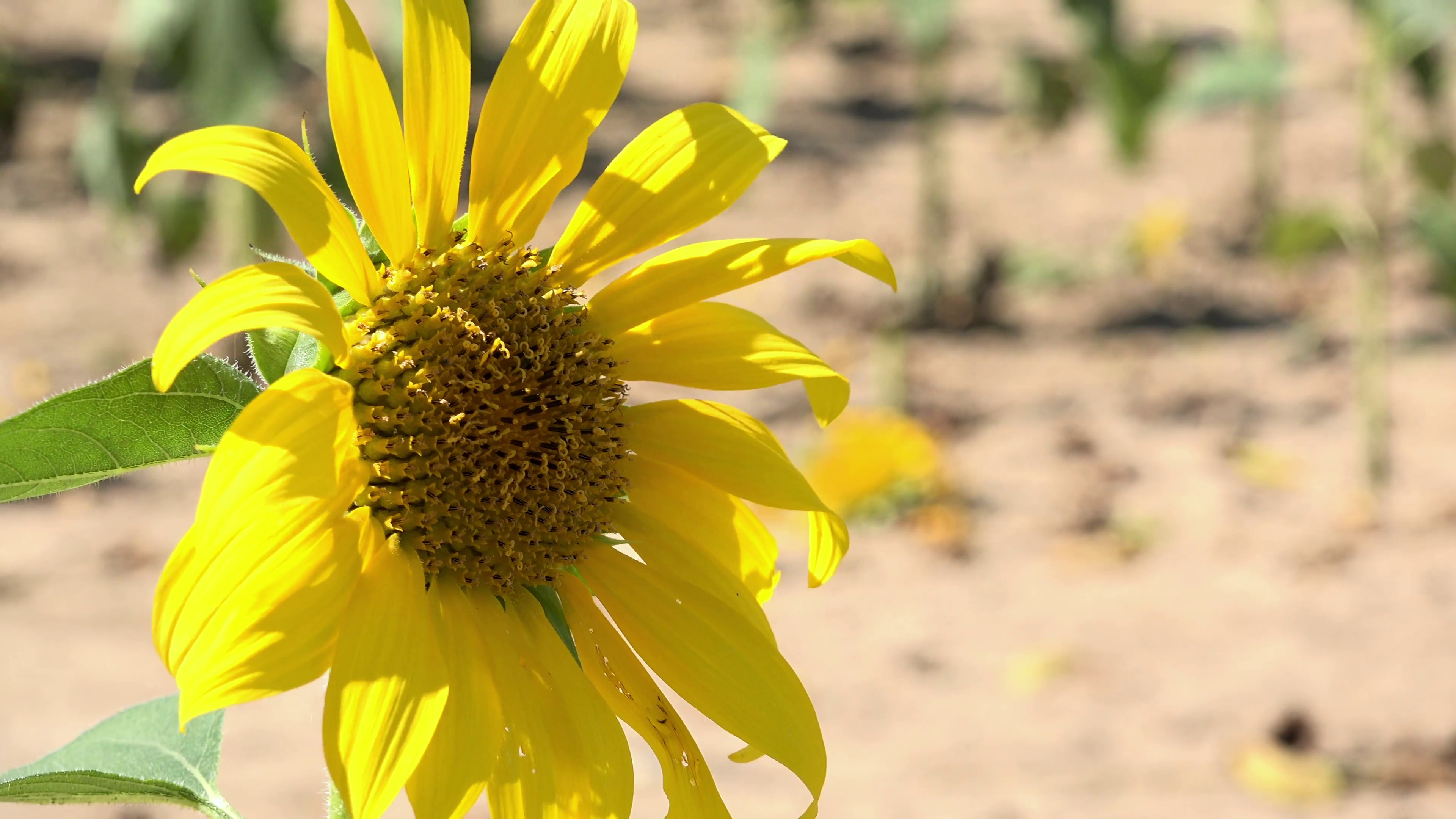Sunflower on bright sun shining day 4k Stock Video Footage - VideoBlocks