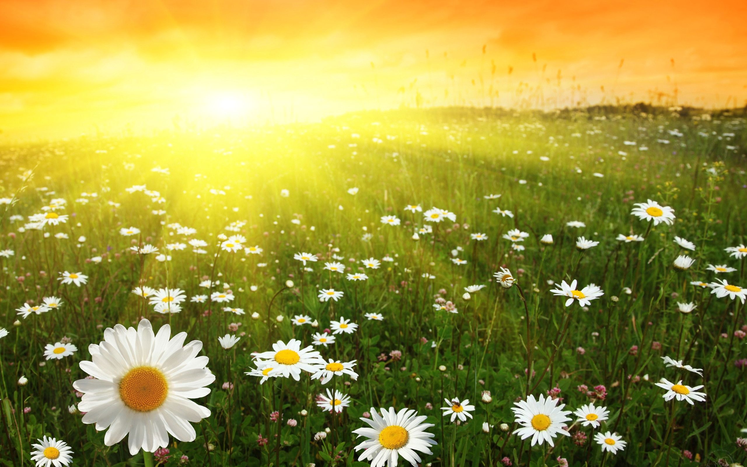 HD Sunny Bright Day Wallpapers, Live Sunny Bright Day Wallpapers ...