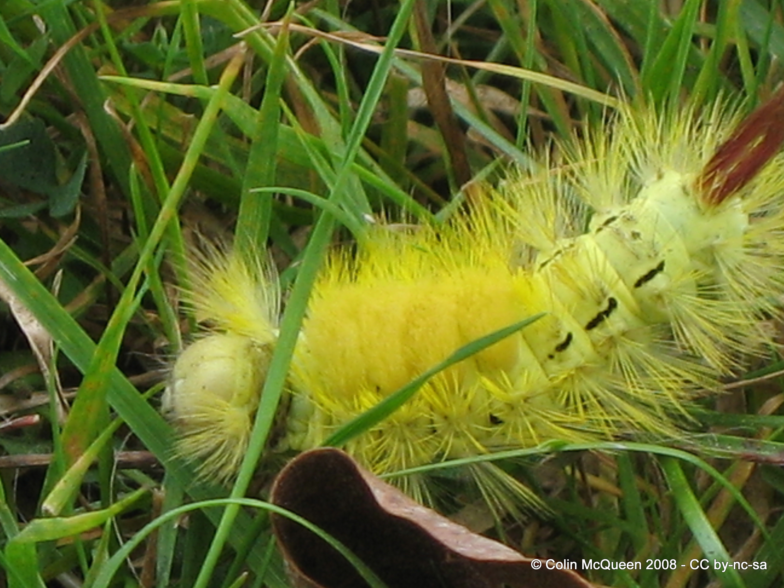 Pale Tussock Moth Caterpillar (Dasychira pudibunda): NEN Gallery