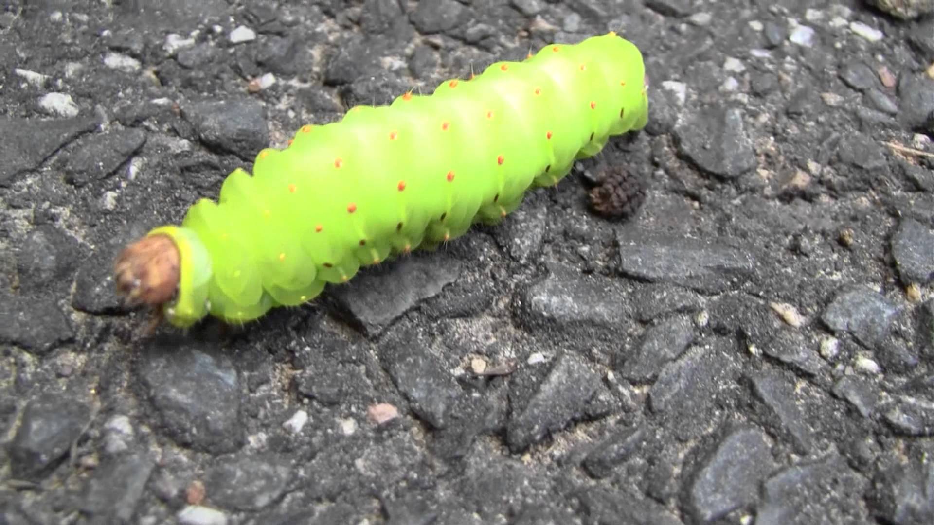 Huge Green Caterpillar - Luna Moth - YouTube
