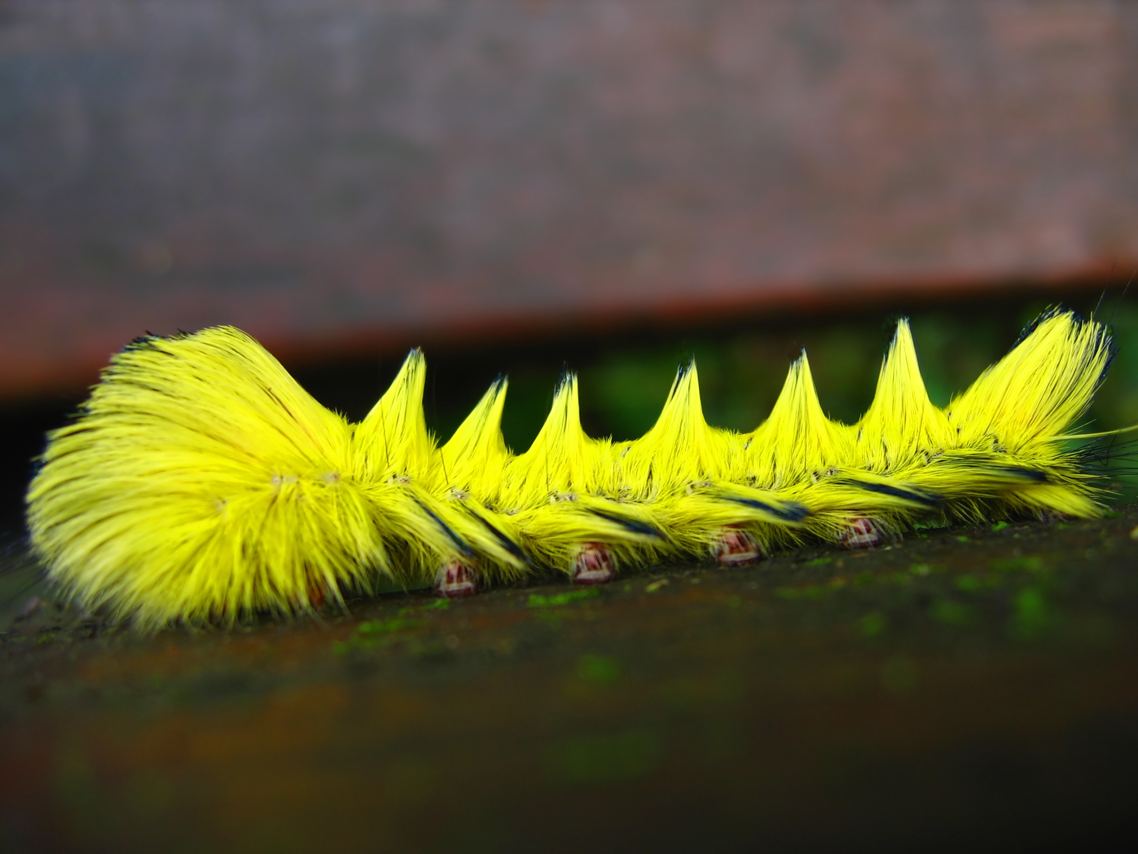 Bright Yellow Caterpillar, Larva, Wingless, Venom, Thorax, HQ Photo