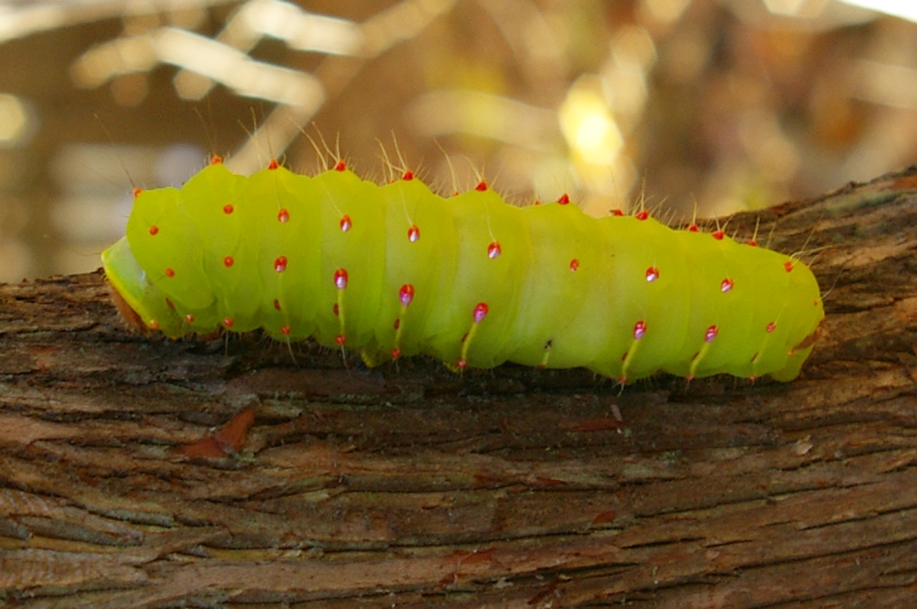 caterpillar | backyardsfornature.org