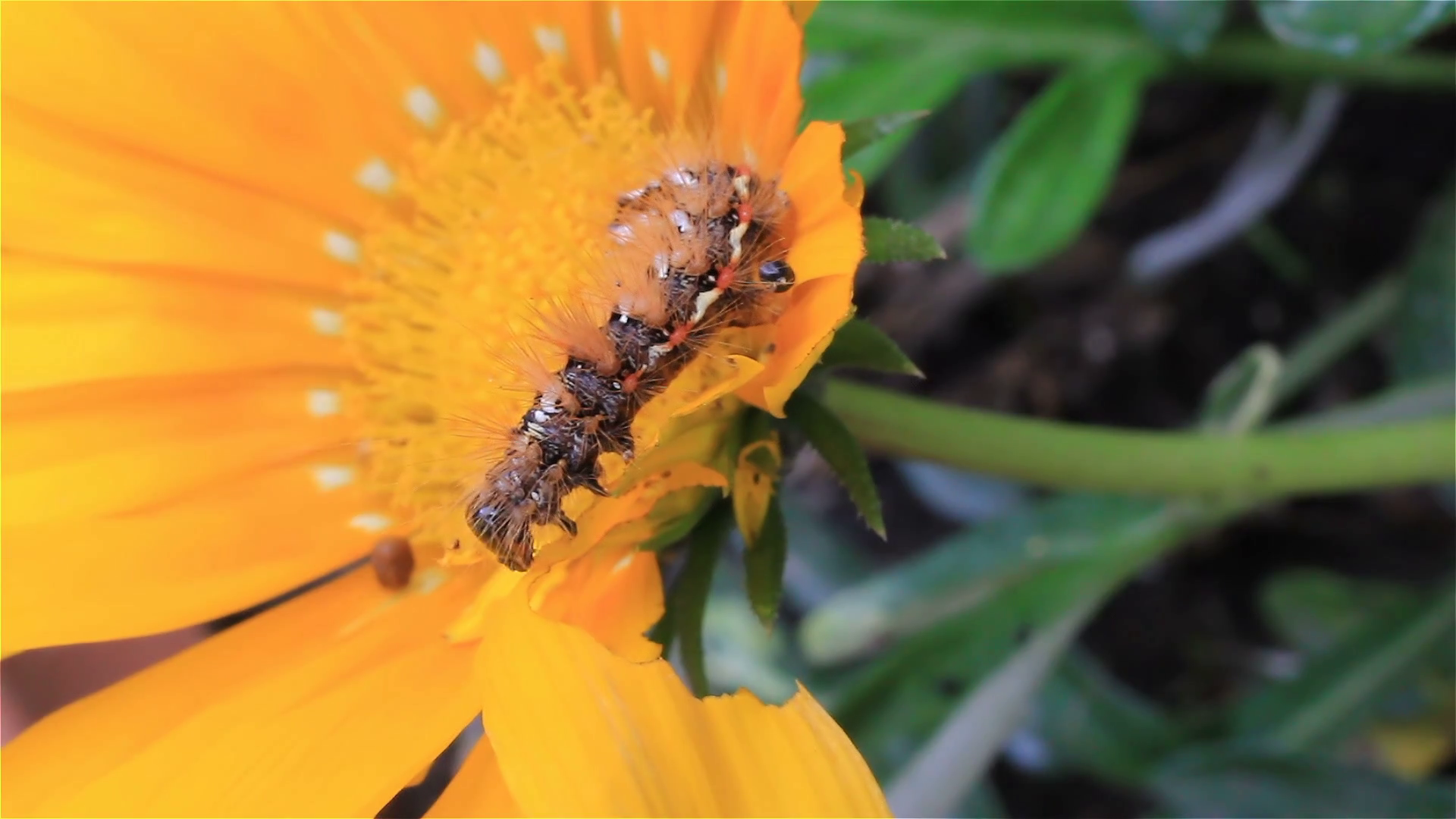 Caterpillar on a bright yellow flower Stock Video Footage - Videoblocks