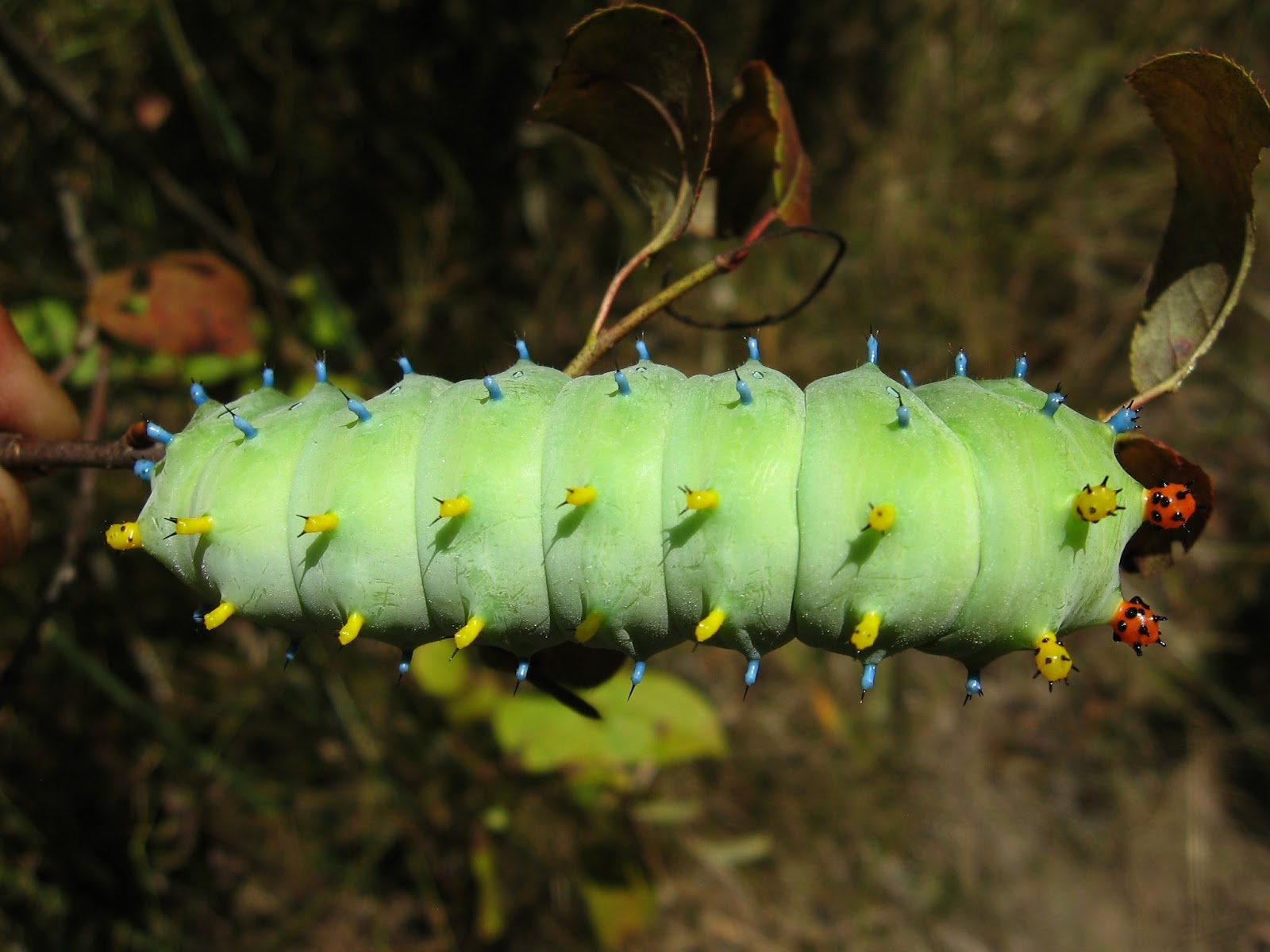 Tangled Web: Psychedelic Cecropia Moth Caterpillar