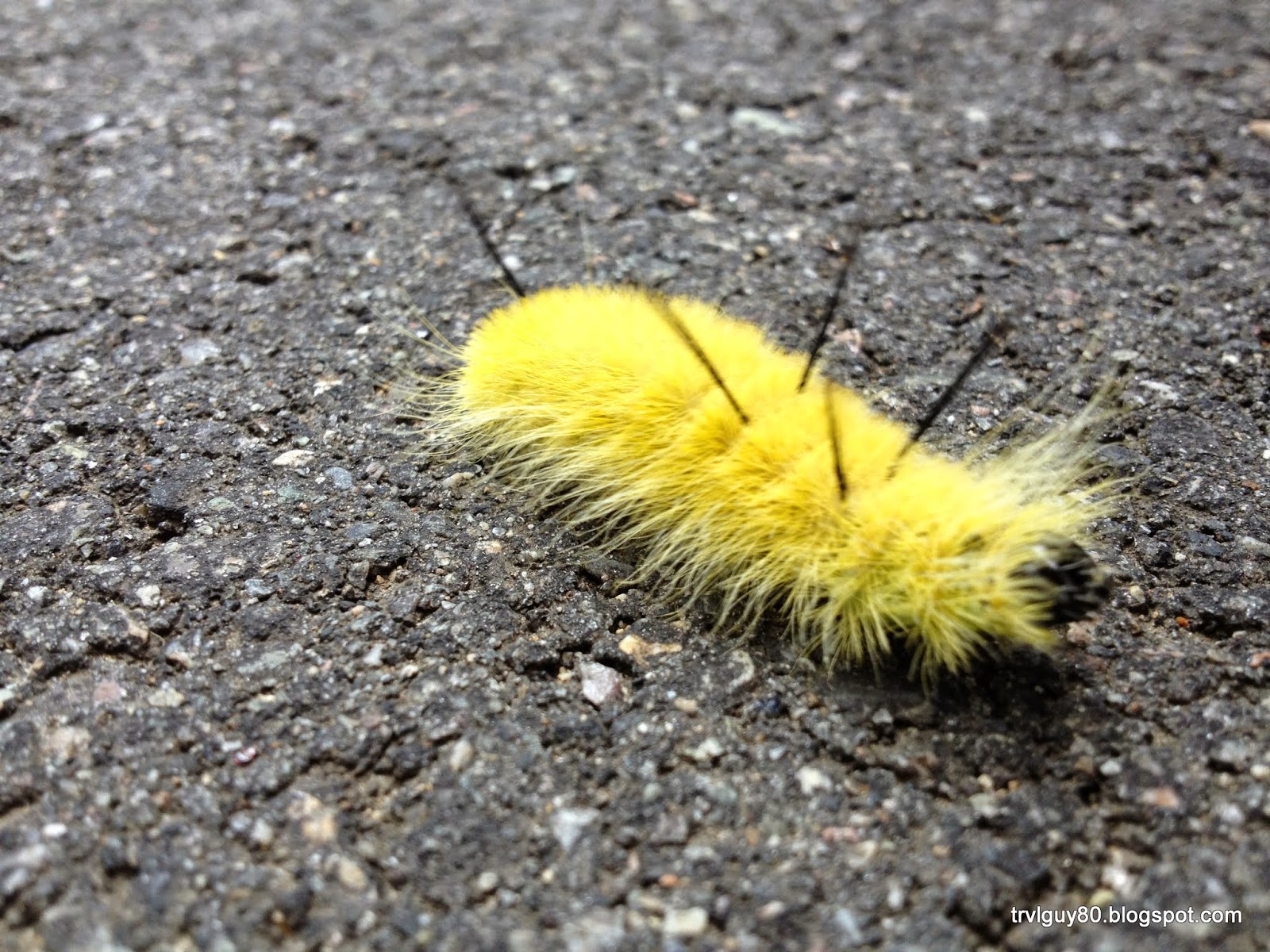 The Andrew Project: : American Dagger Moth Caterpillar, Acronicta ...