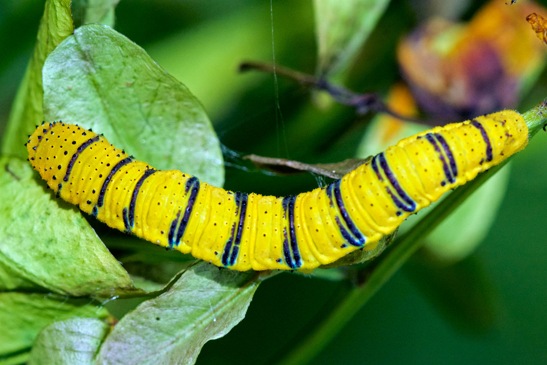 Caterpillar: Orange-barred Sulphur – Benweb 3.2