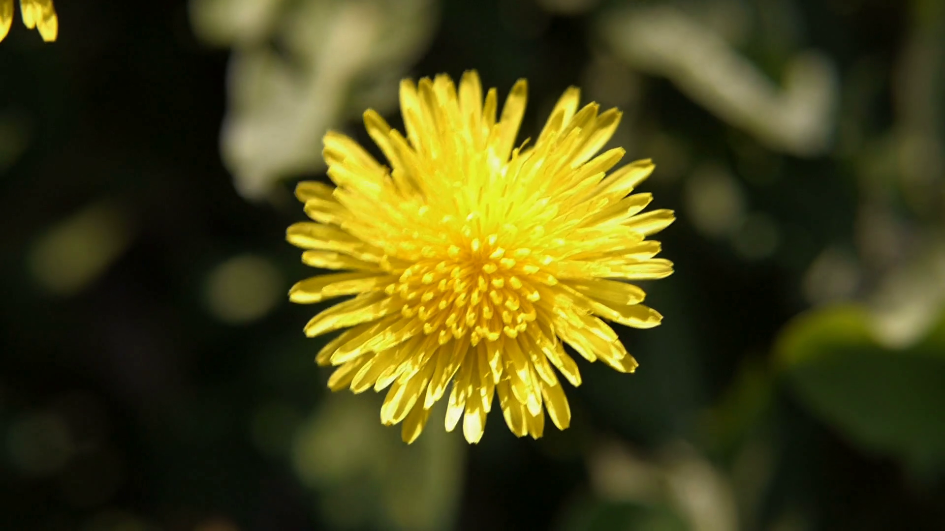 Close-up of a dandelion flower. Bright yellow flower. Beautiful ...