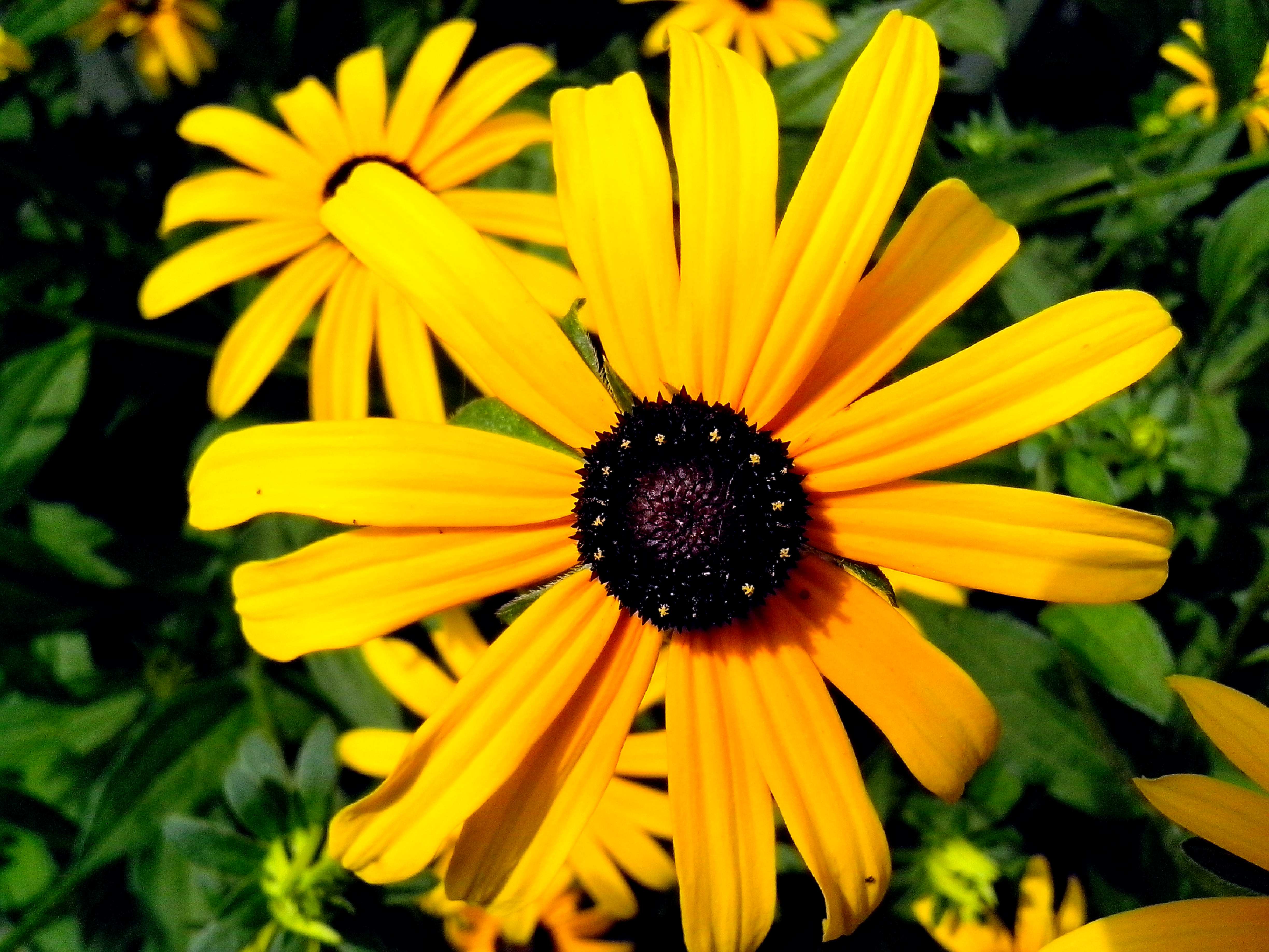 Free picture: bright, yellow flower, petals, background