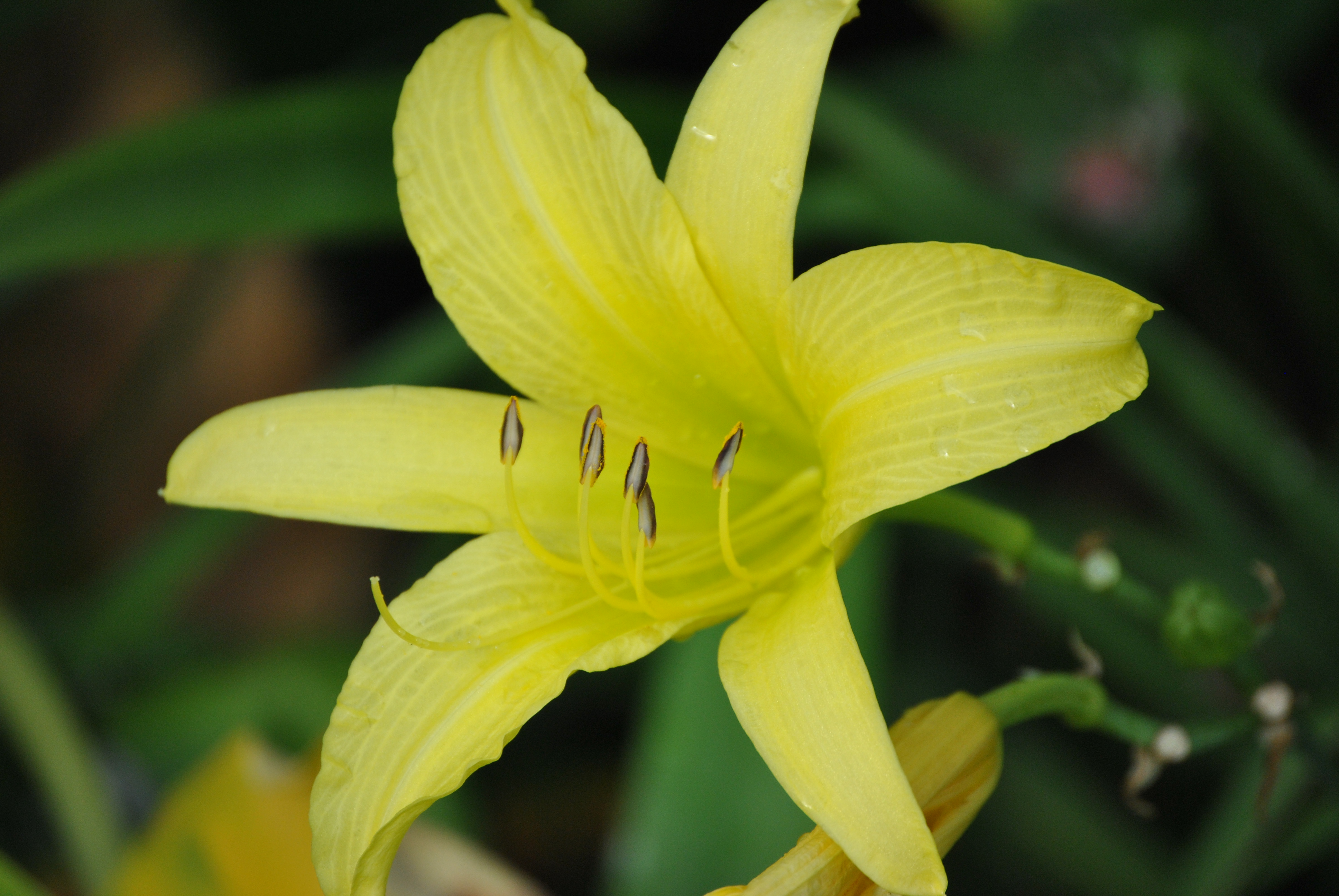 File:Bright yellow flower in the shade.jpg - Wikimedia Commons