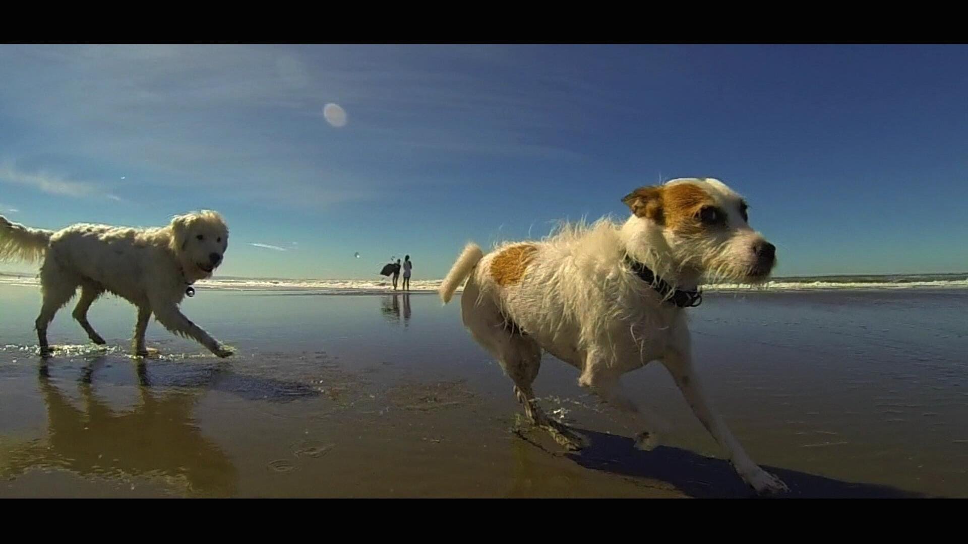 Dexter goes to North New Brighton Beach. Dexter is a Fox Terrier ...
