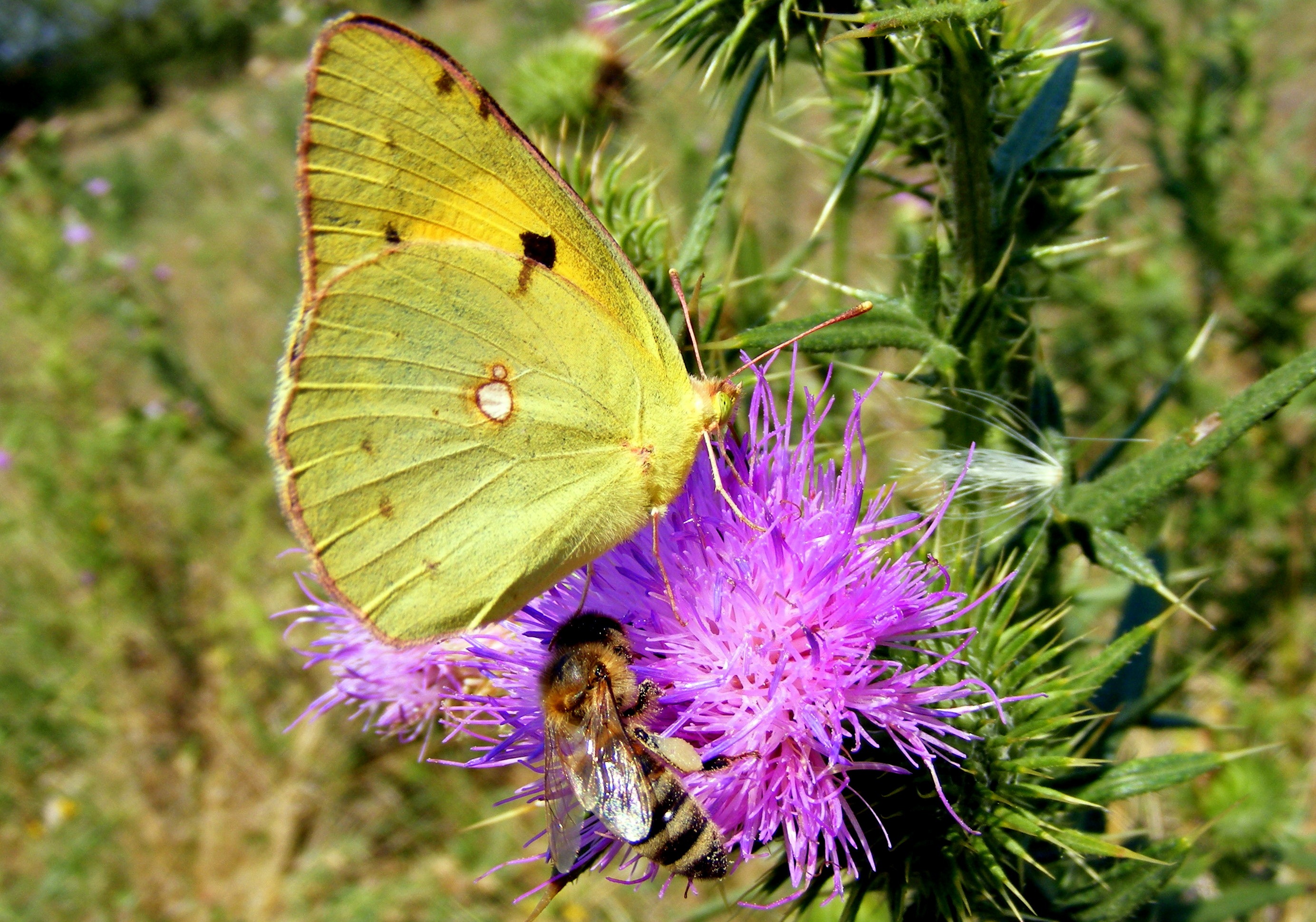 Brimstone butterfly photo