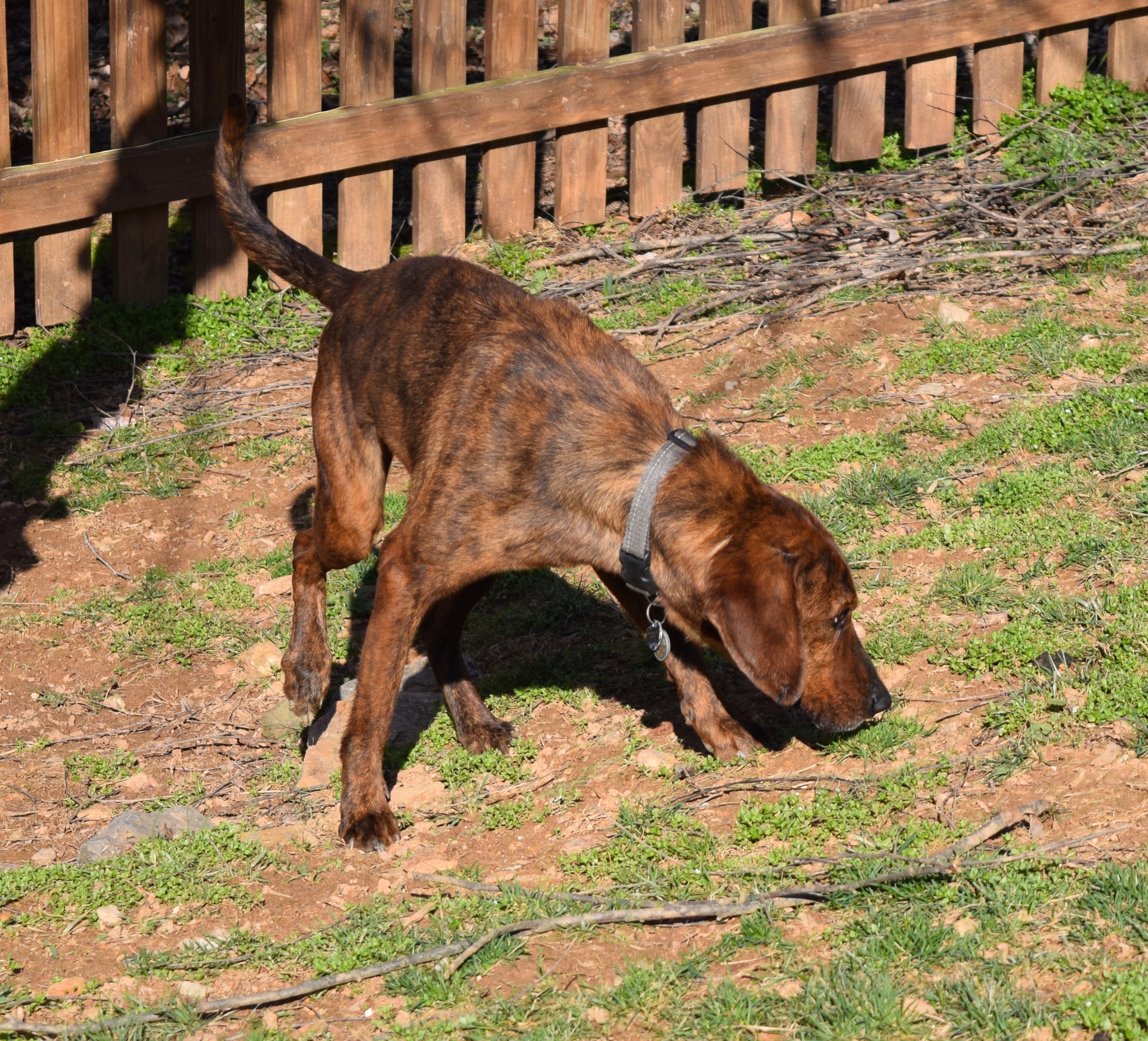 Dog for Adoption – Remington, near Ijamsville, MD | Petfinder