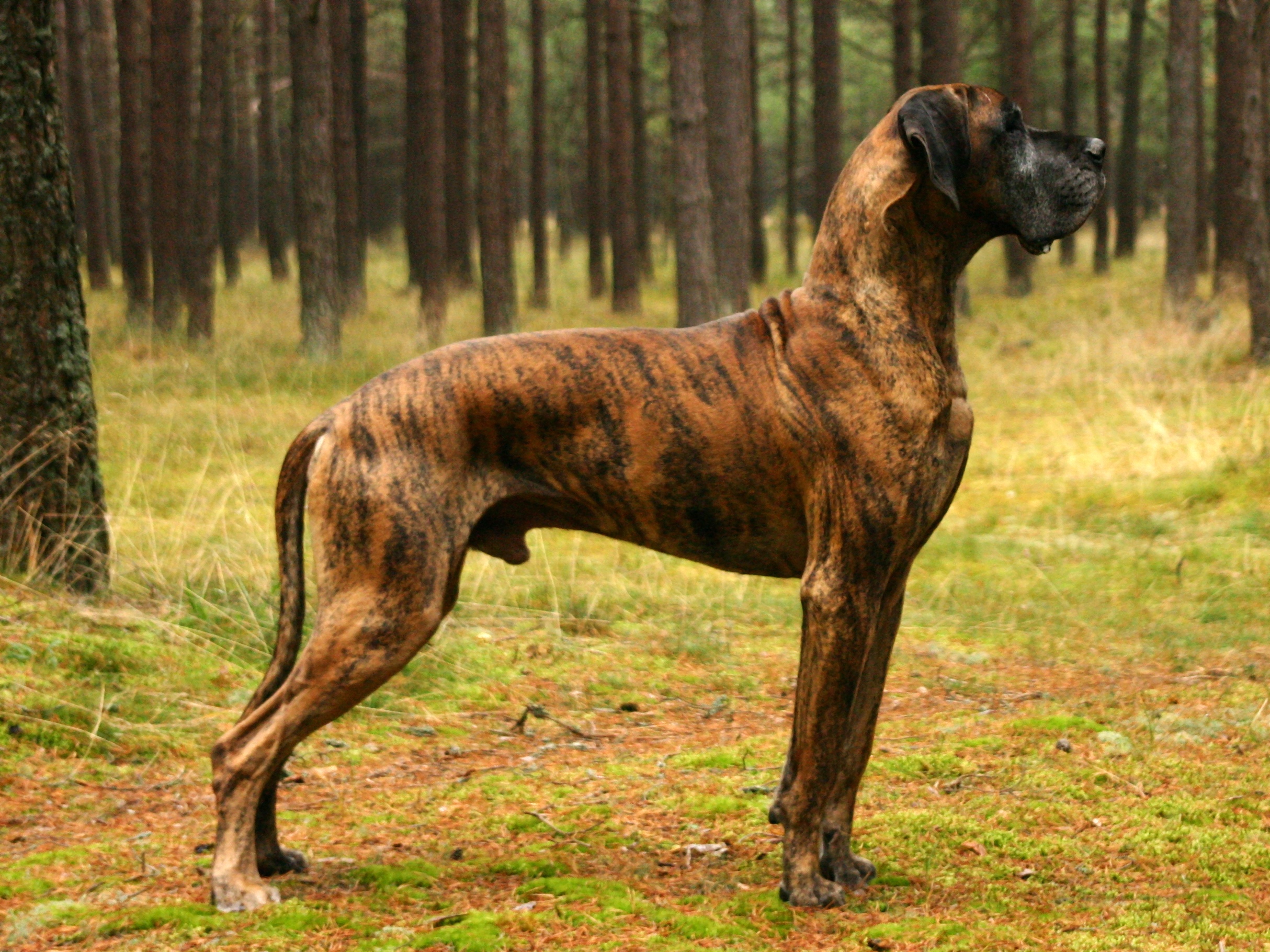 Great Dane - Spirit Animal Totems , Messages and Dreams