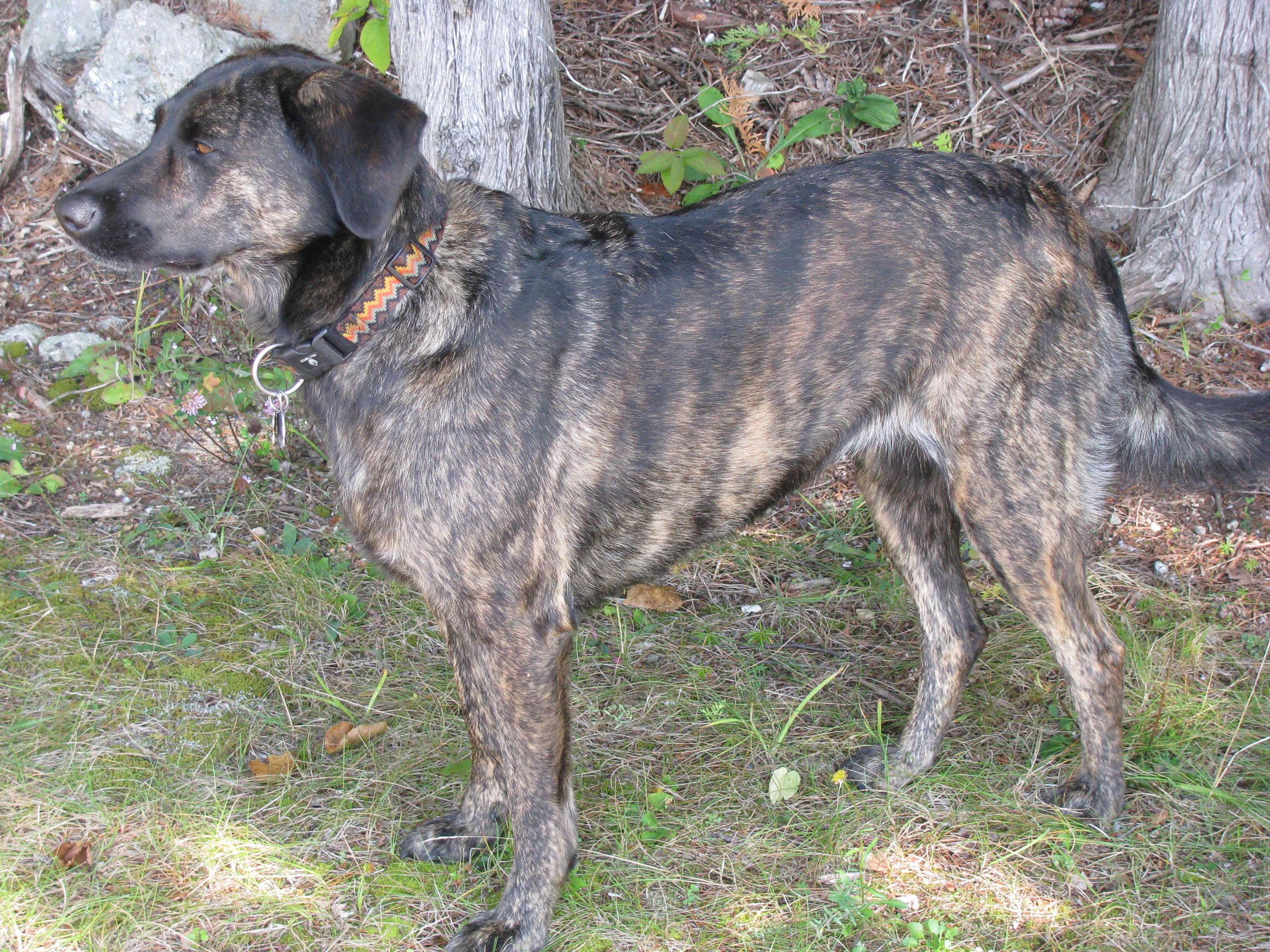 Treeing Tennessee Brindle Dog Breed & Info, Pics, & More