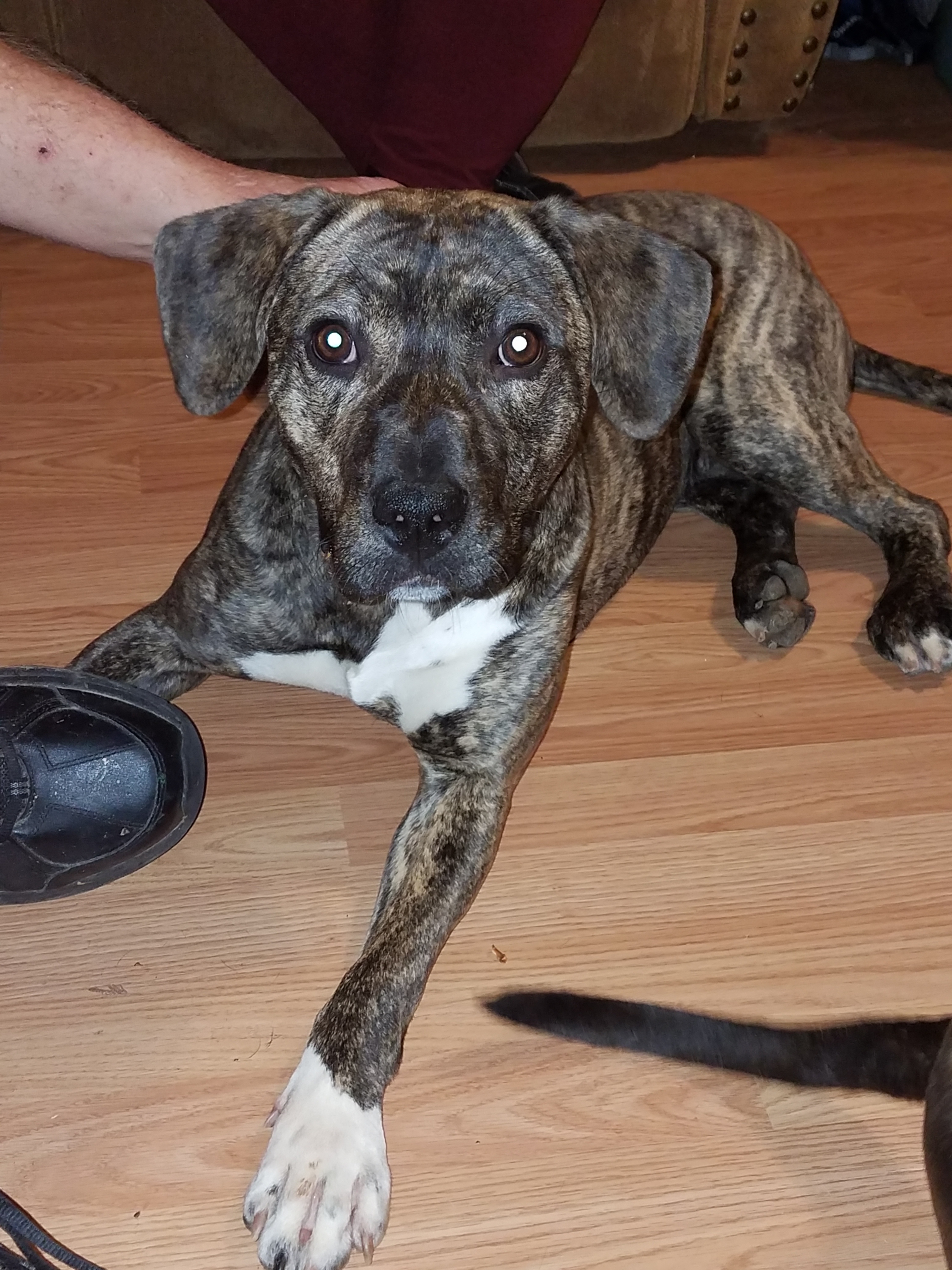 Dog for Adoption – Brindle, near Aurora, IL | Petfinder