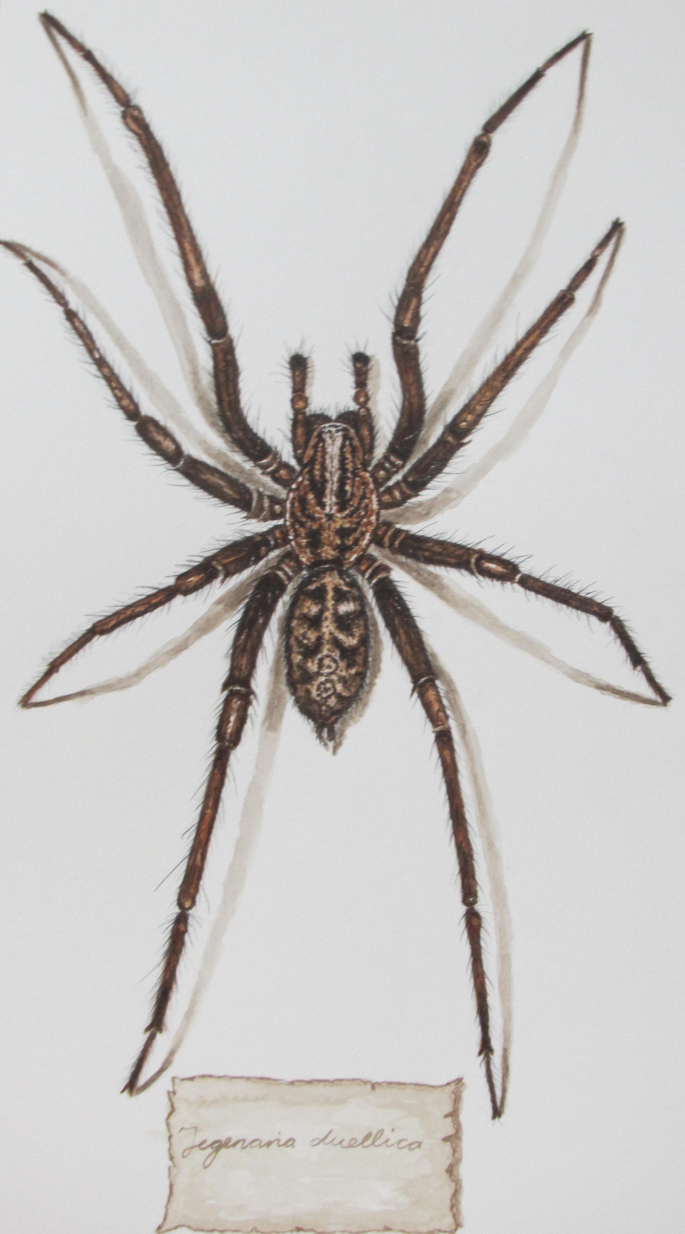 Tegenaria duellica – Giant House Spider | Cath Hodsman, British ...