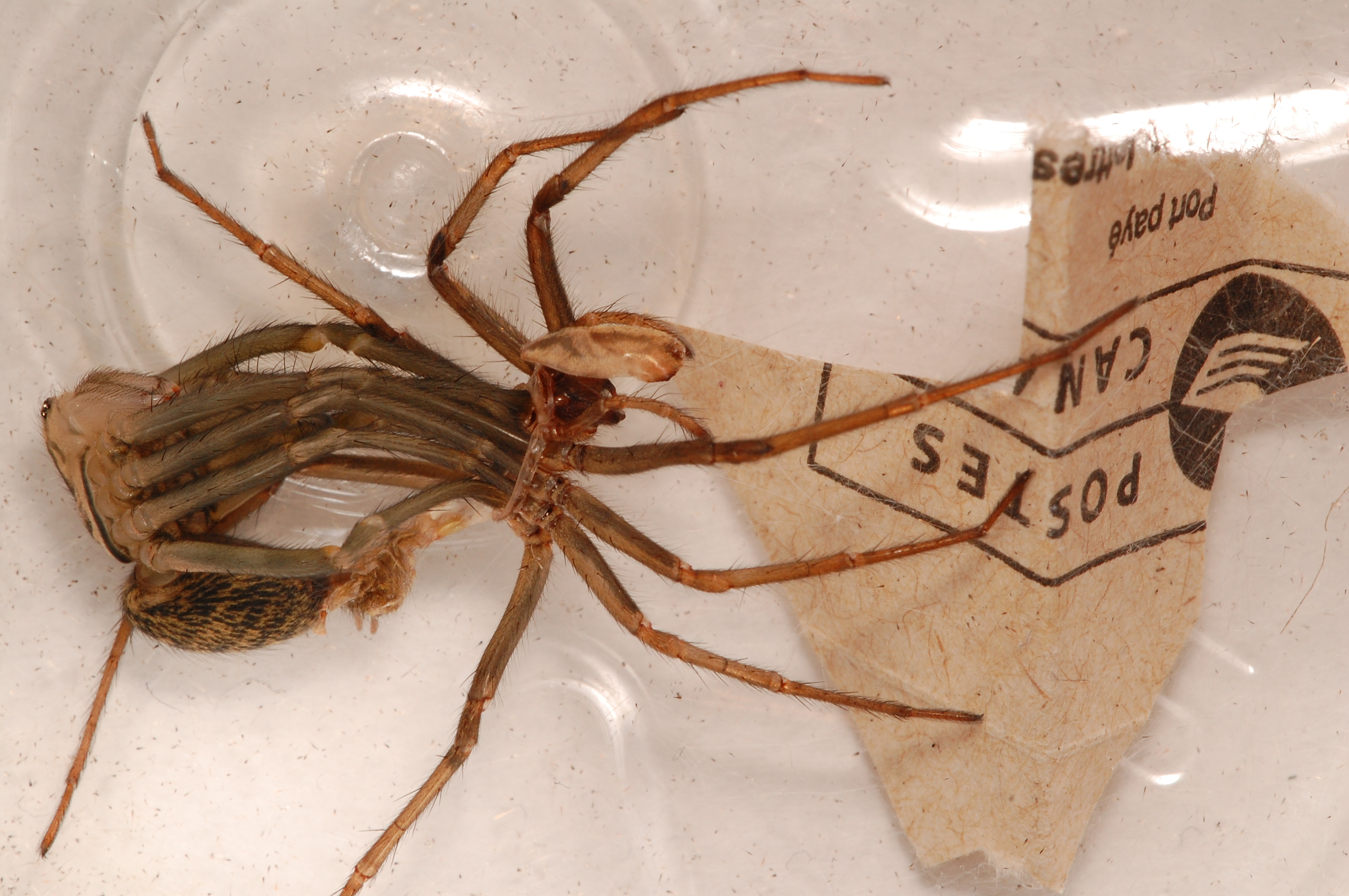 Giant house spider - Wikipedia
