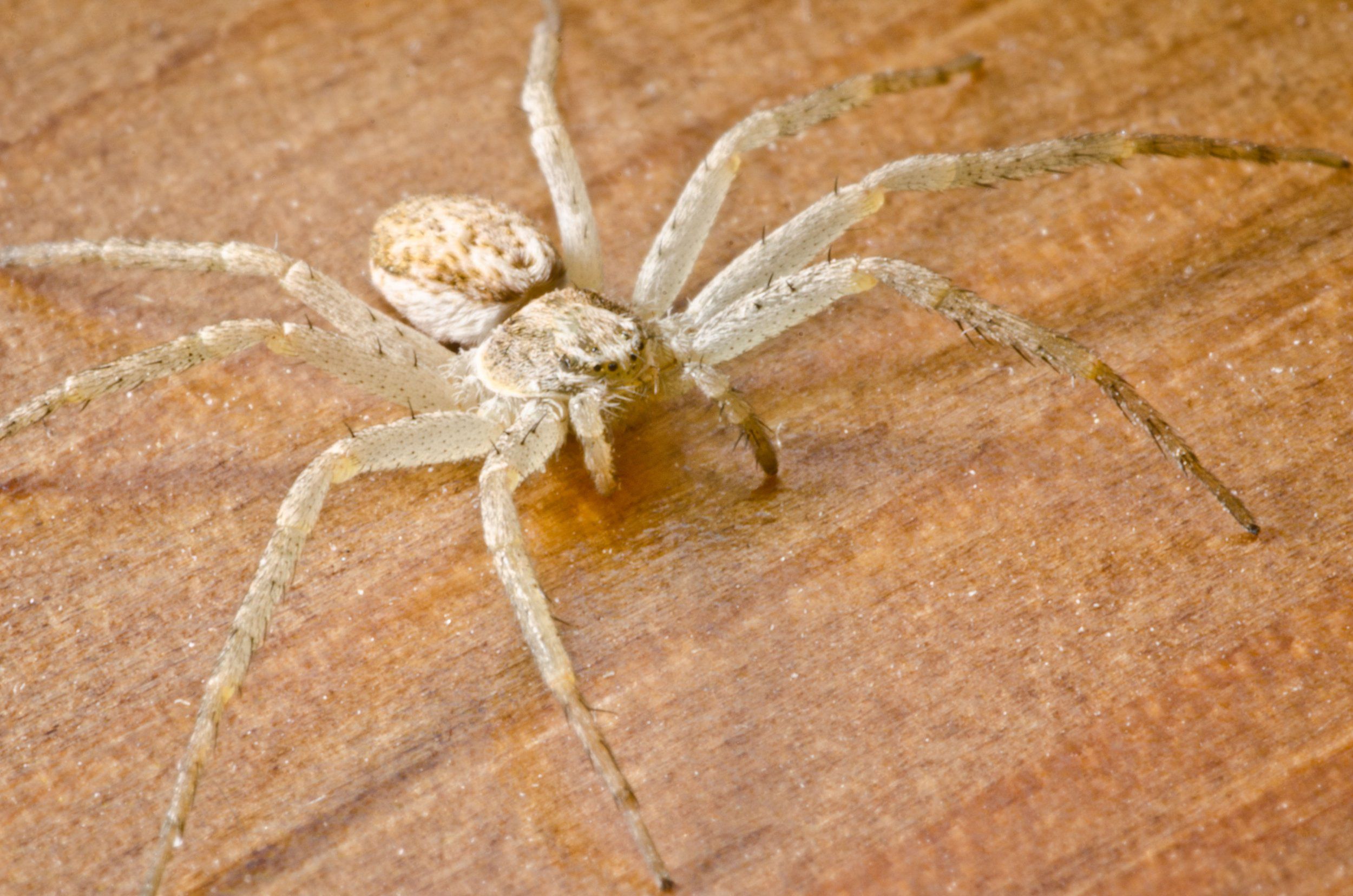 UK spider identification: 17 common British spiders you might find ...