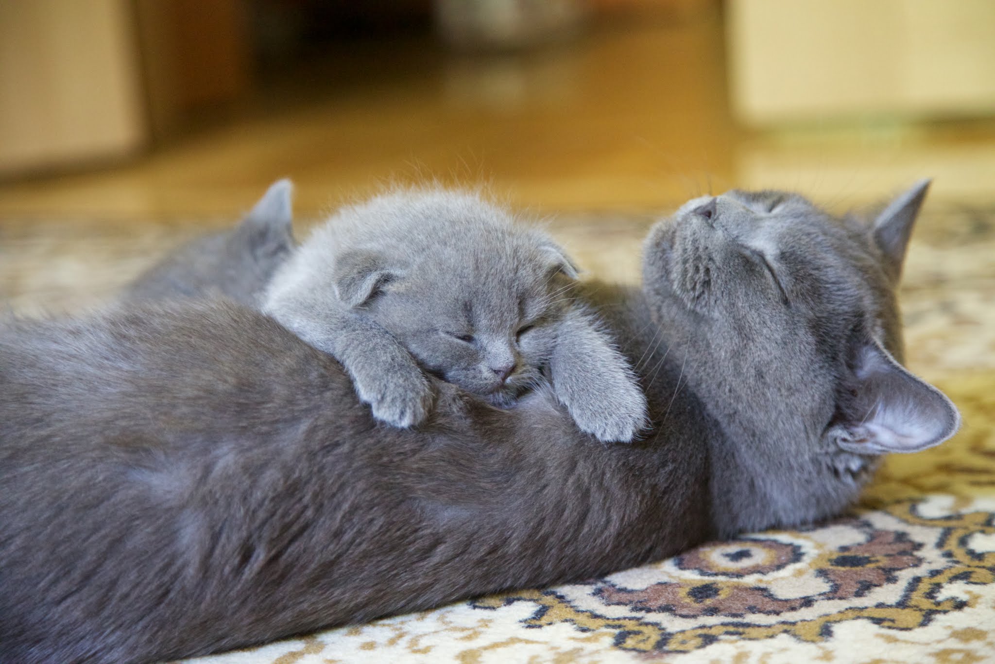 Кошка брата мам. Милые британские кошки. Кошка с котятами. Серая кошка с котятами. Серый котик.