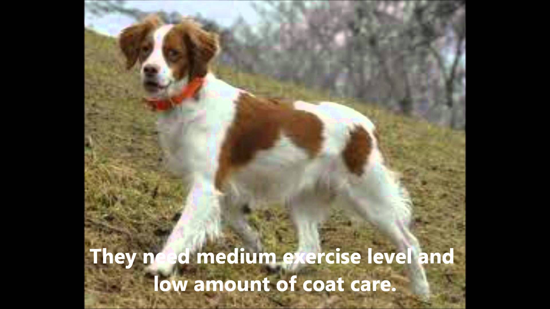 Brittany Spaniel Facts - YouTube