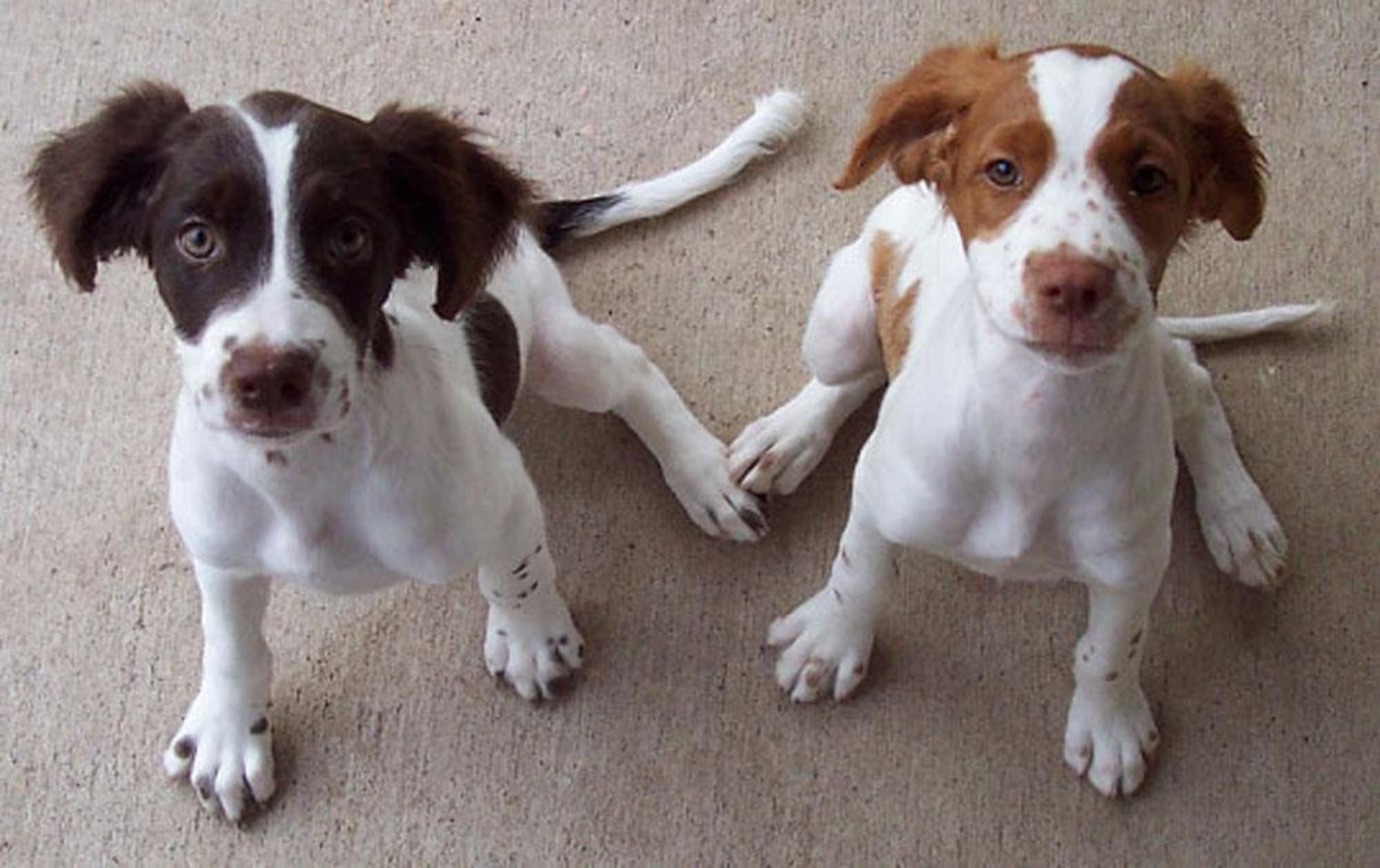 7 Reasons Brittany Spaniels Are Perfect Pups