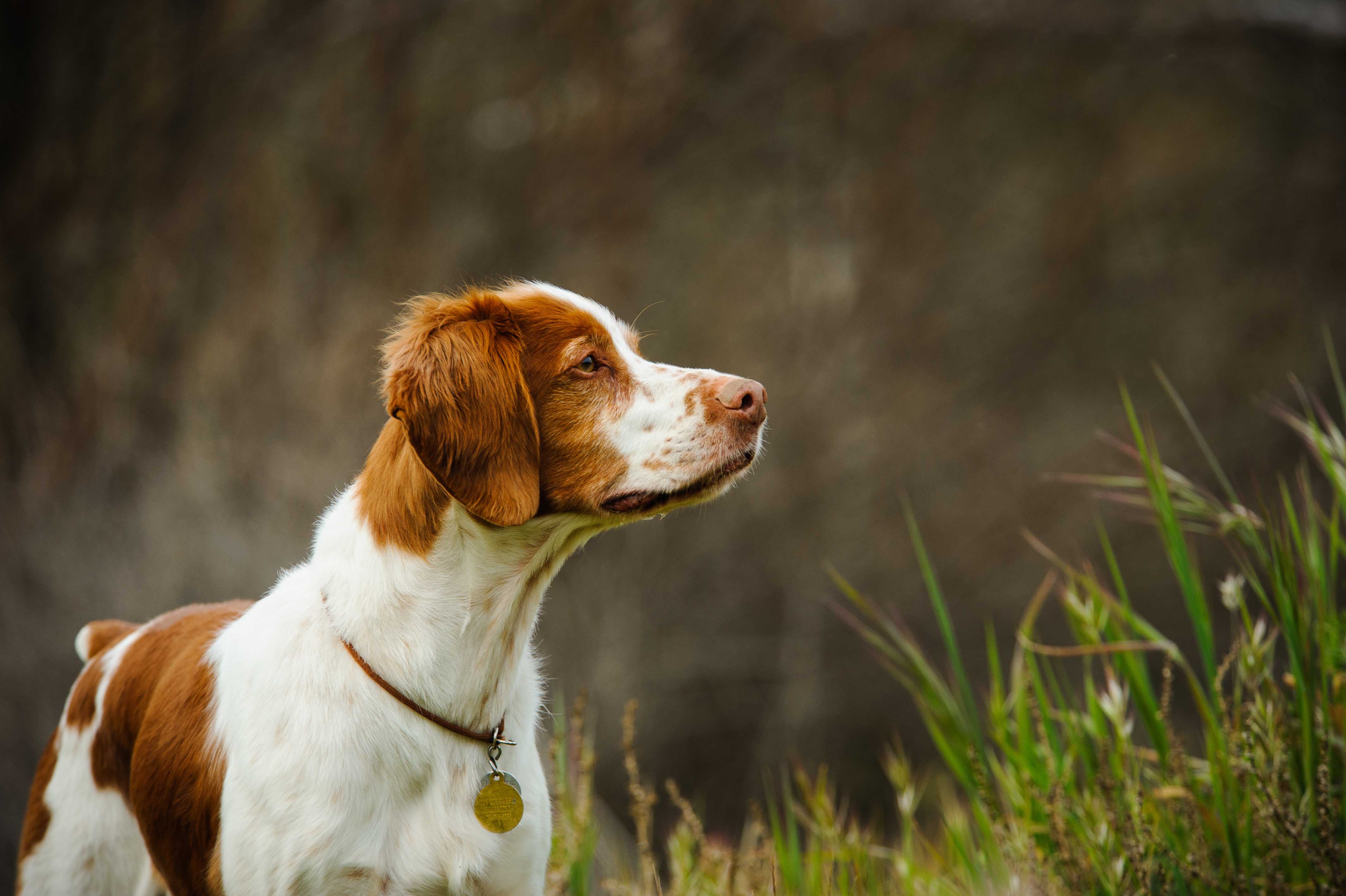 What Is The Best Dog Food for a Brittany?