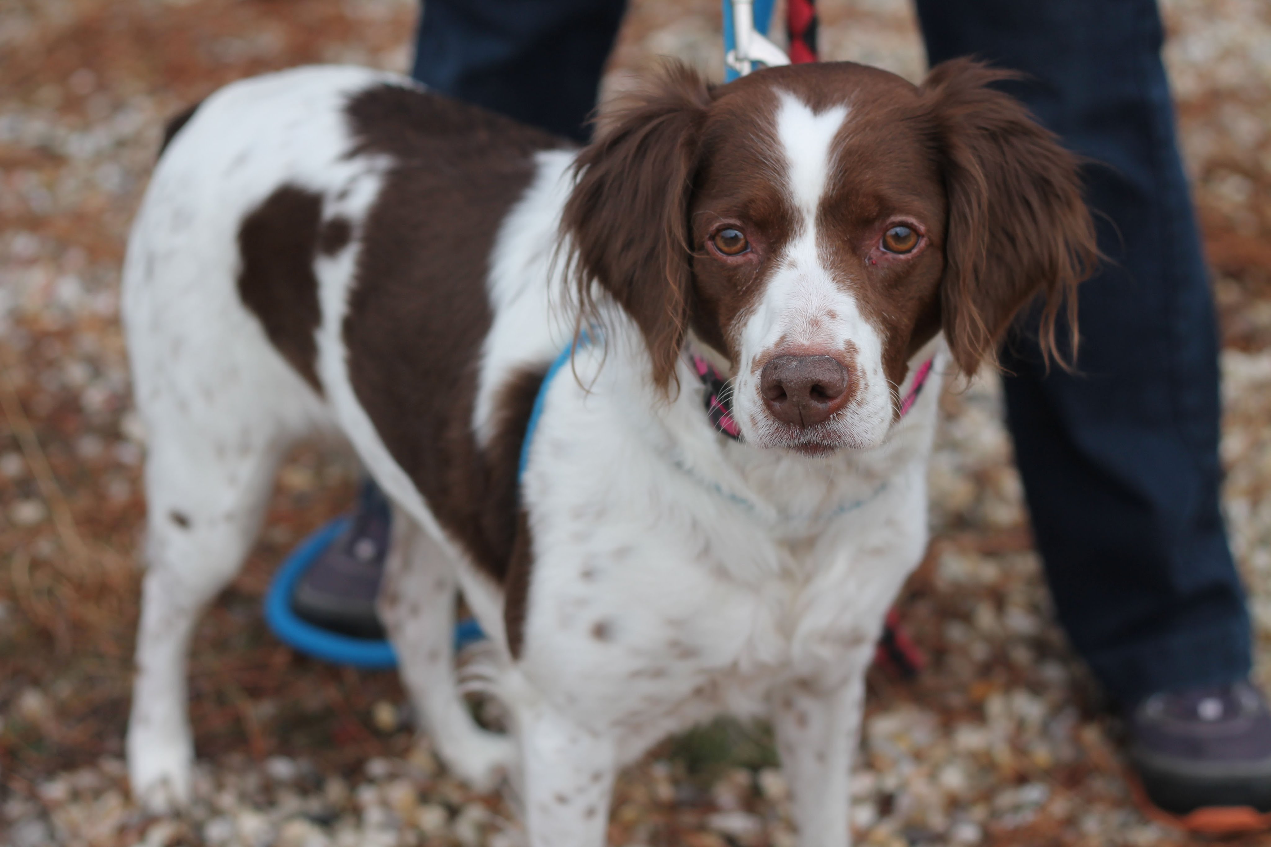 Star, a Smart 8-year-old Brittany Spaniel for ADOPTED in Manahawkin ...
