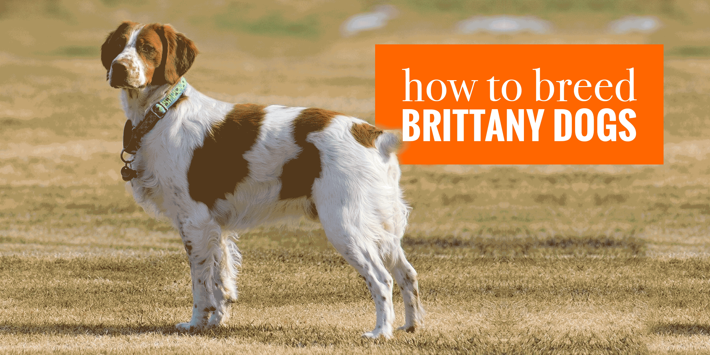 How To Breed Brittany Spaniels — Hunting, Pregnancy, Pedigree & More!