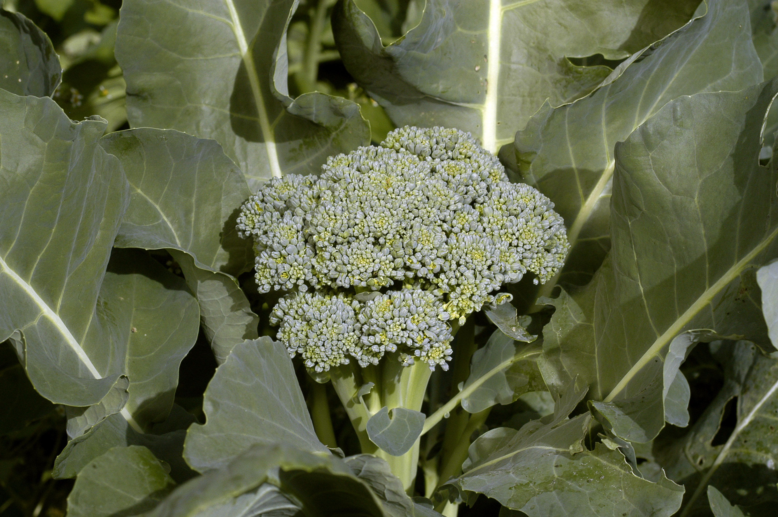 De Cicco Broccoli, 2 g : Southern Exposure Seed Exchange, Saving the ...