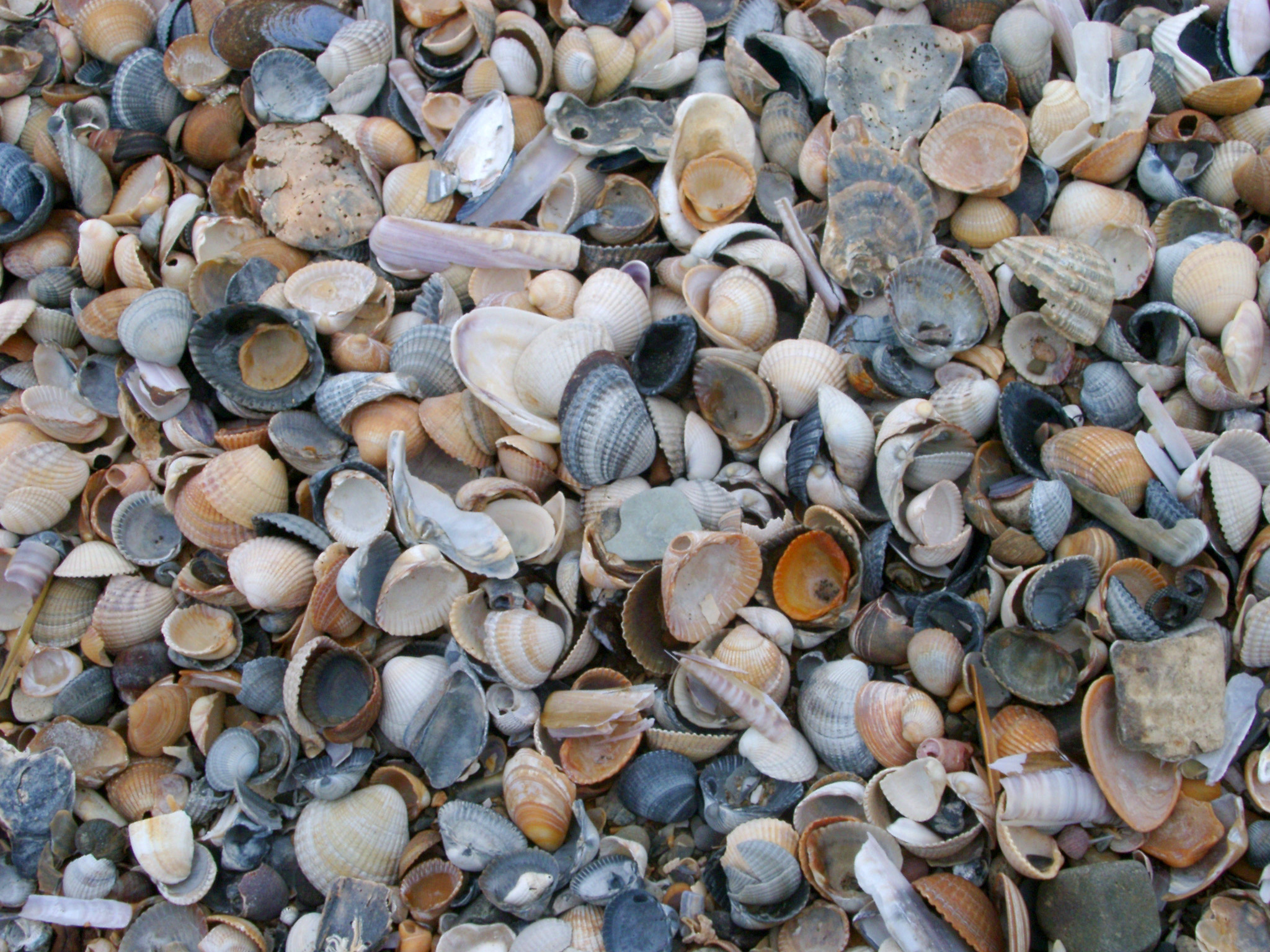 Free Stock photo of Background texture of broken seashells and ...