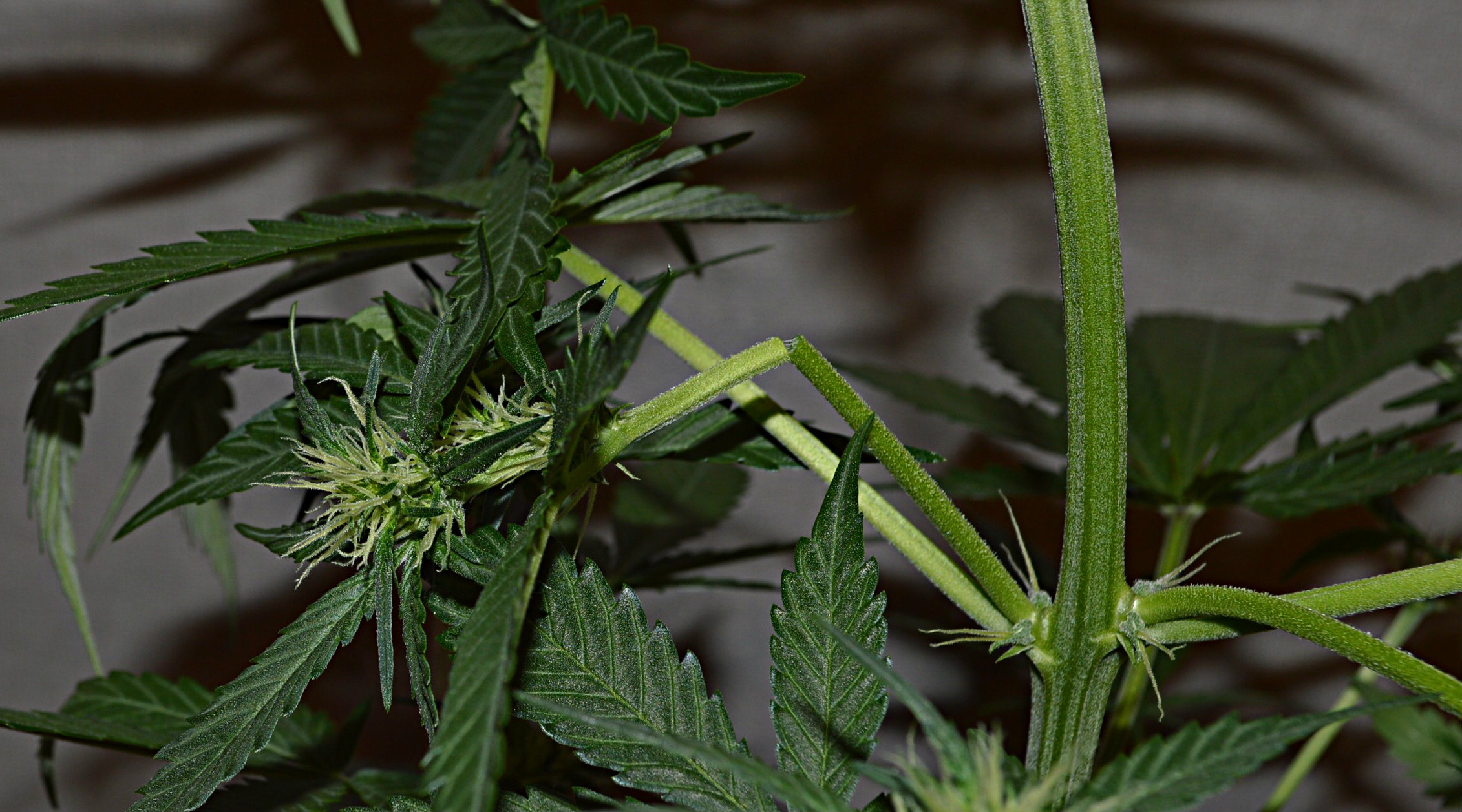 Fixing broken branches from LST - Autoflowering Cannabis Blog