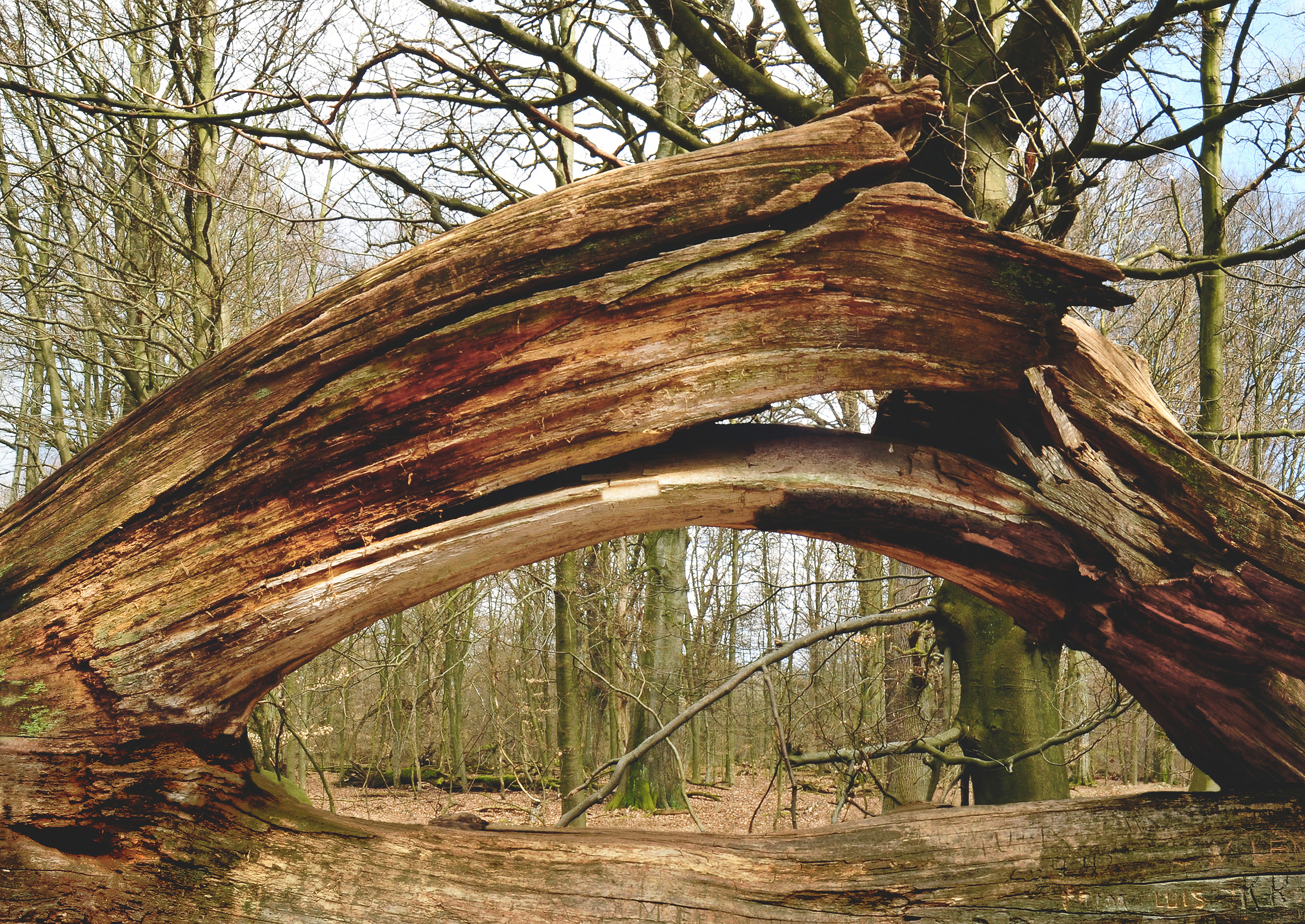 File:Broken tree in the primeval forest Sababurg.jpg - Wikimedia Commons
