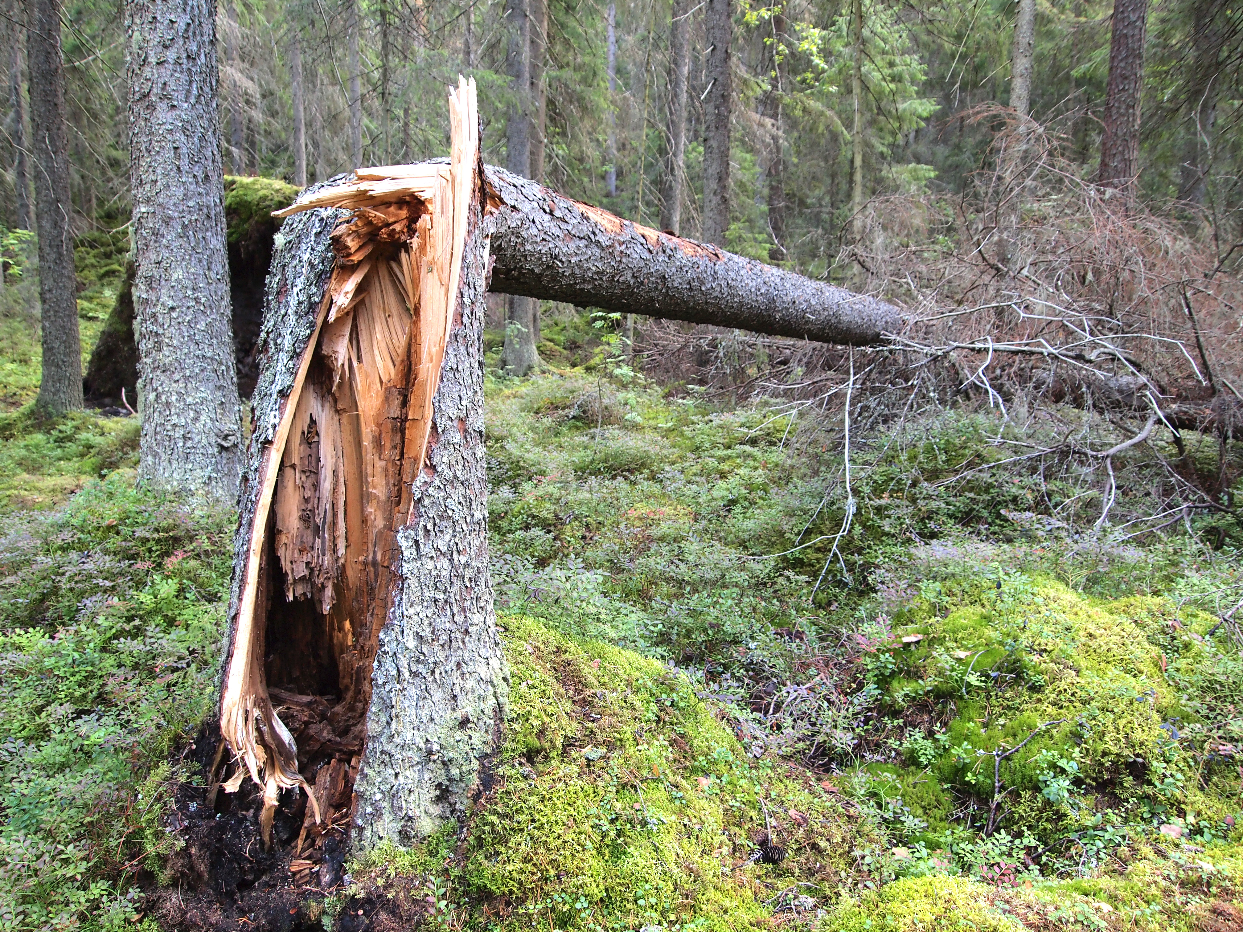 File:Jyväskylä - broken tree.jpg - Wikimedia Commons