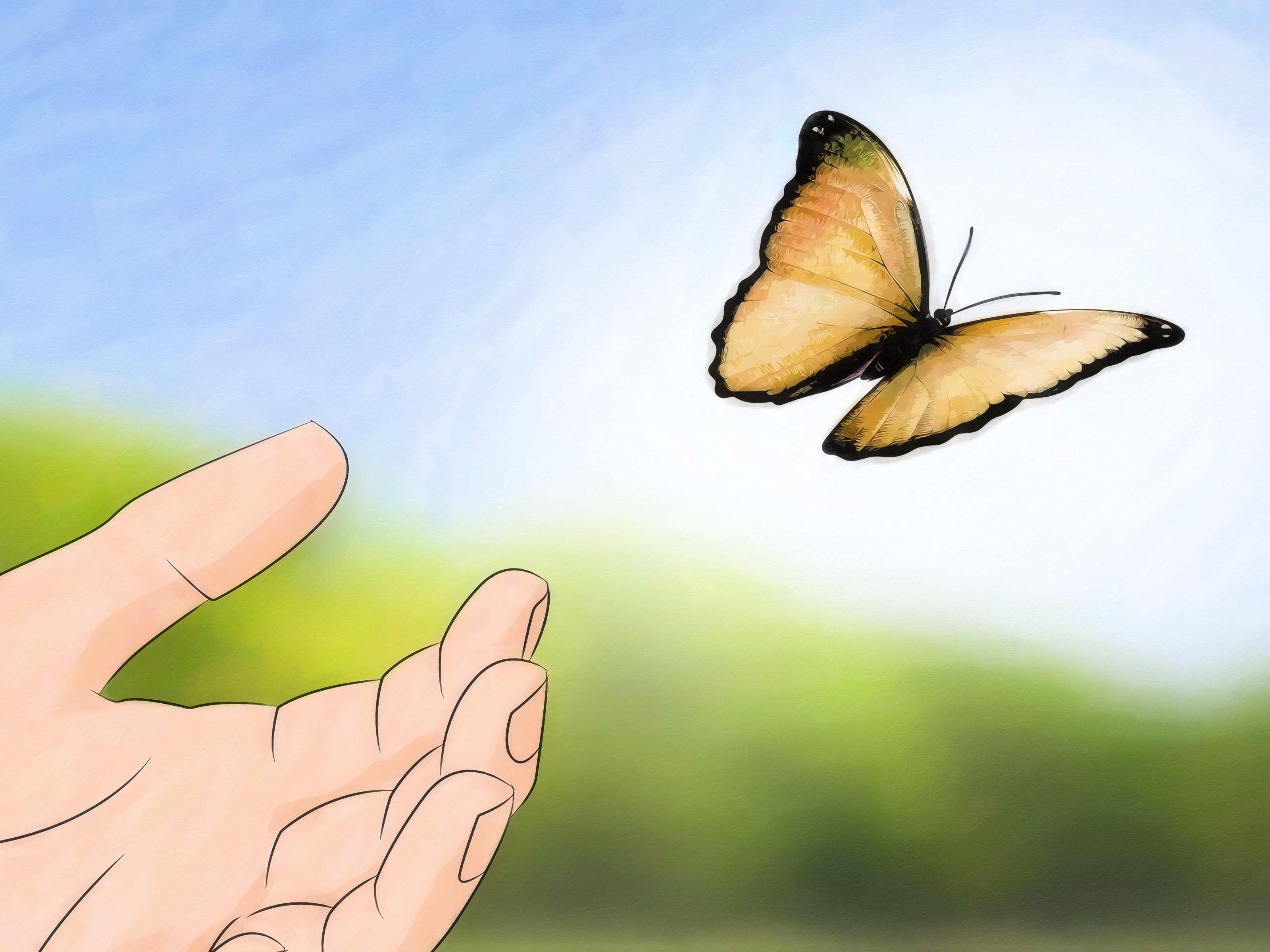 How to Care for a Butterfly with a Broken Wing: 11 Steps