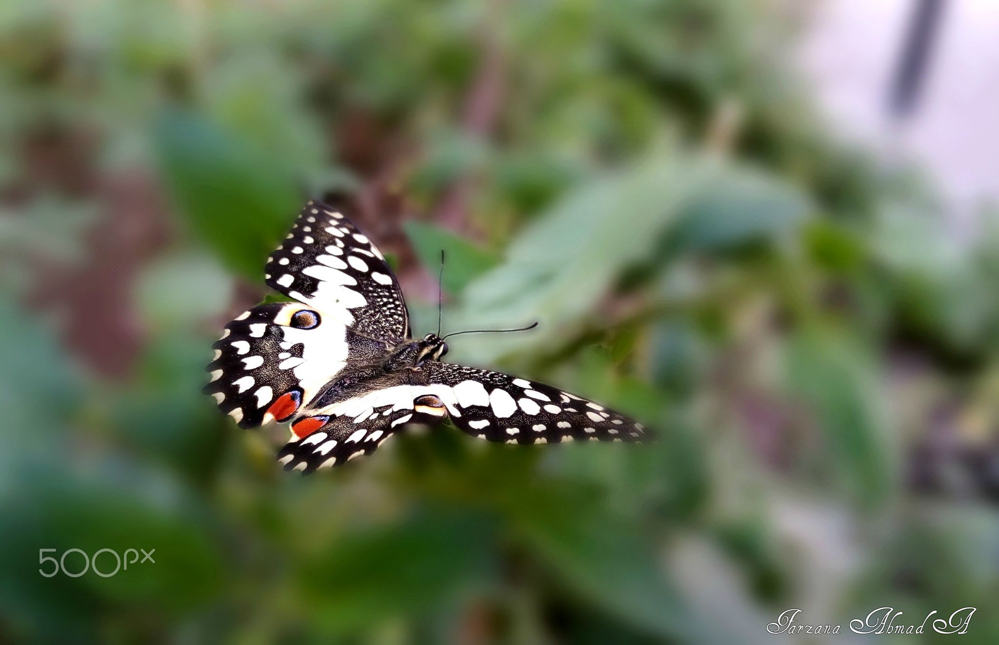 With Broken Wing....... - Butterfly with broken wing | 500px ...