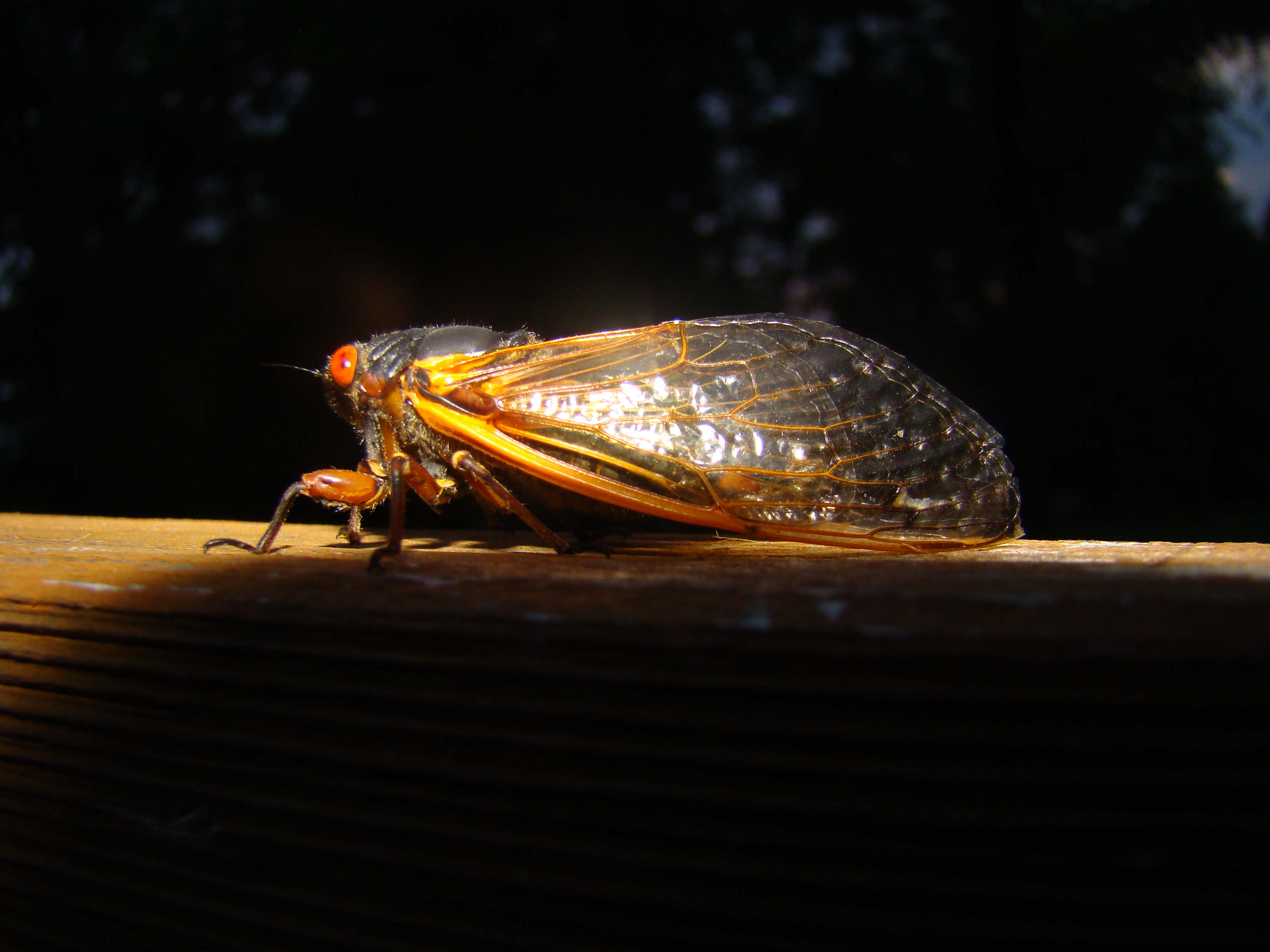 Brood v 17 year magicicada periodical cicadas photo