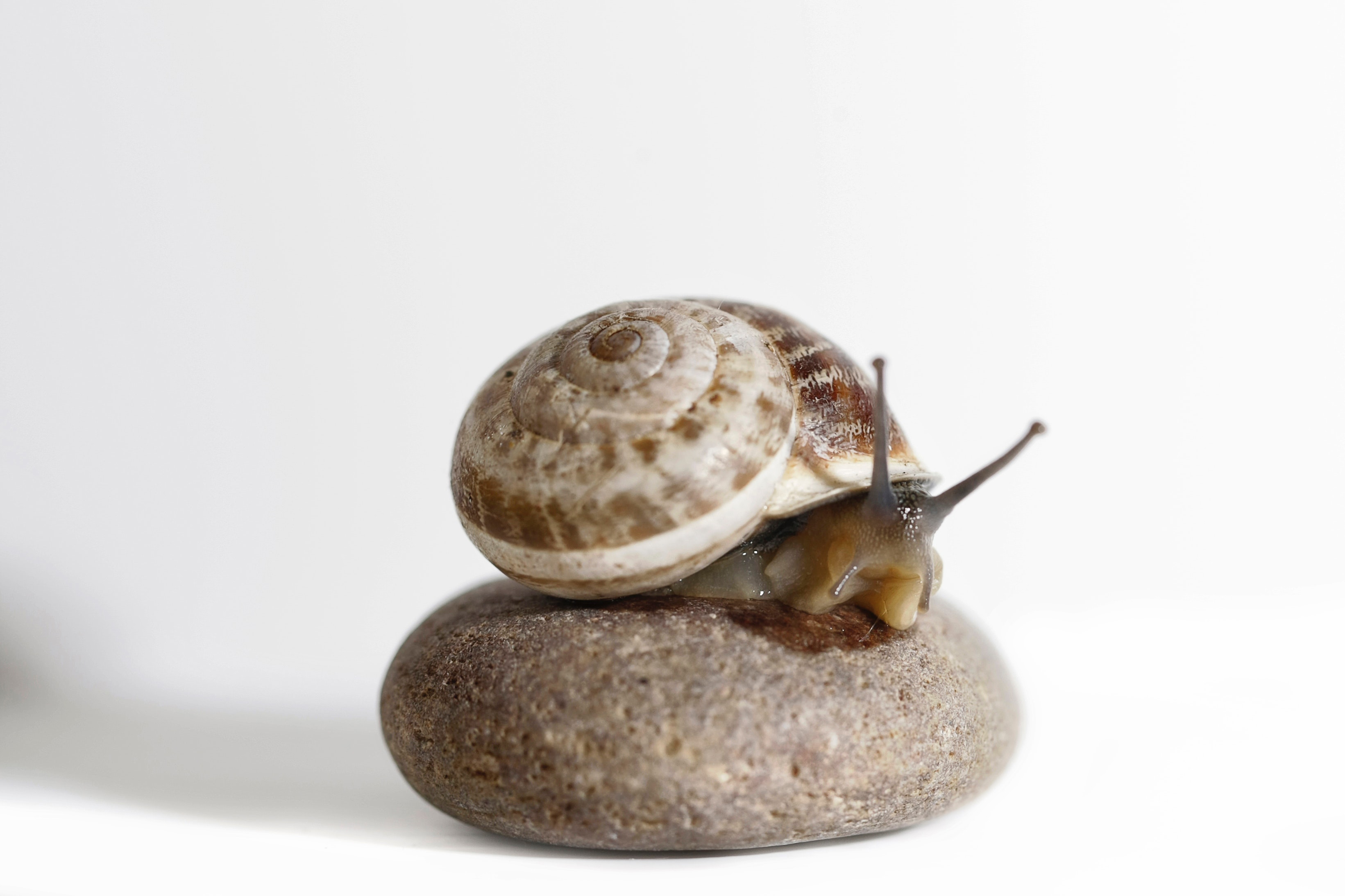 Brow snail on stone photo