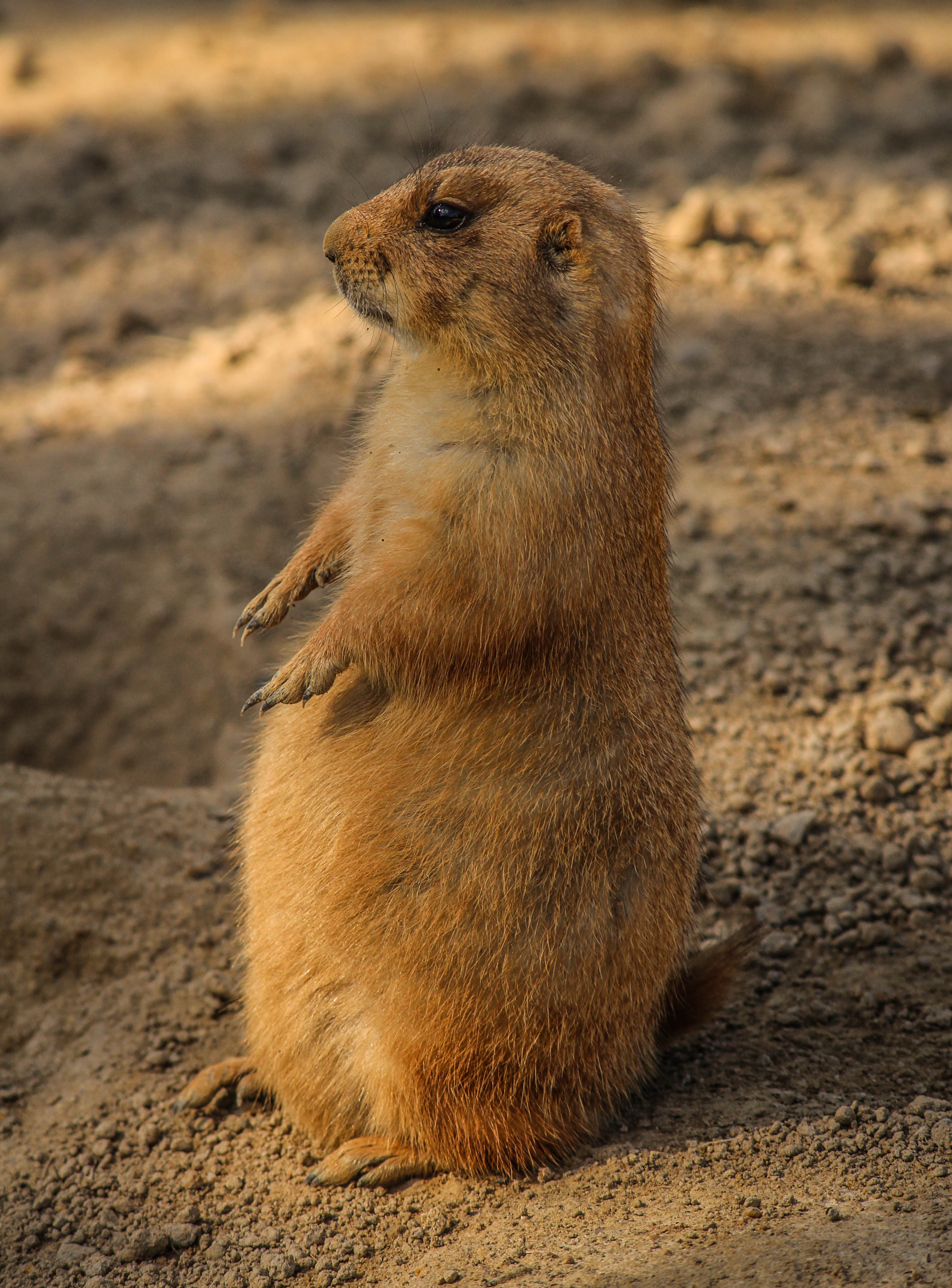 Brown 4 legged mammal standing on gray sand during daytime photo