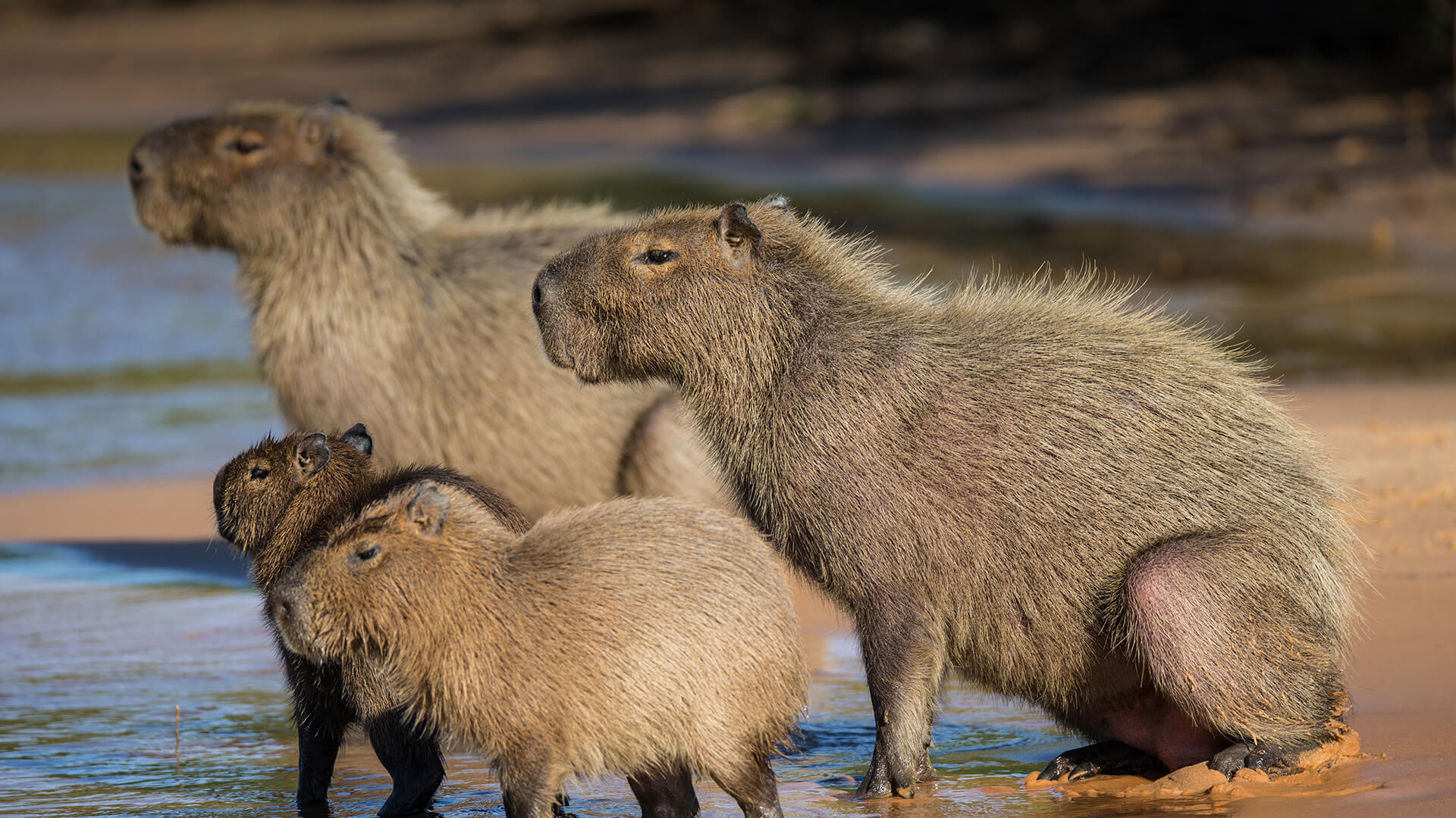 Capybara | San Diego Zoo Animals & Plants