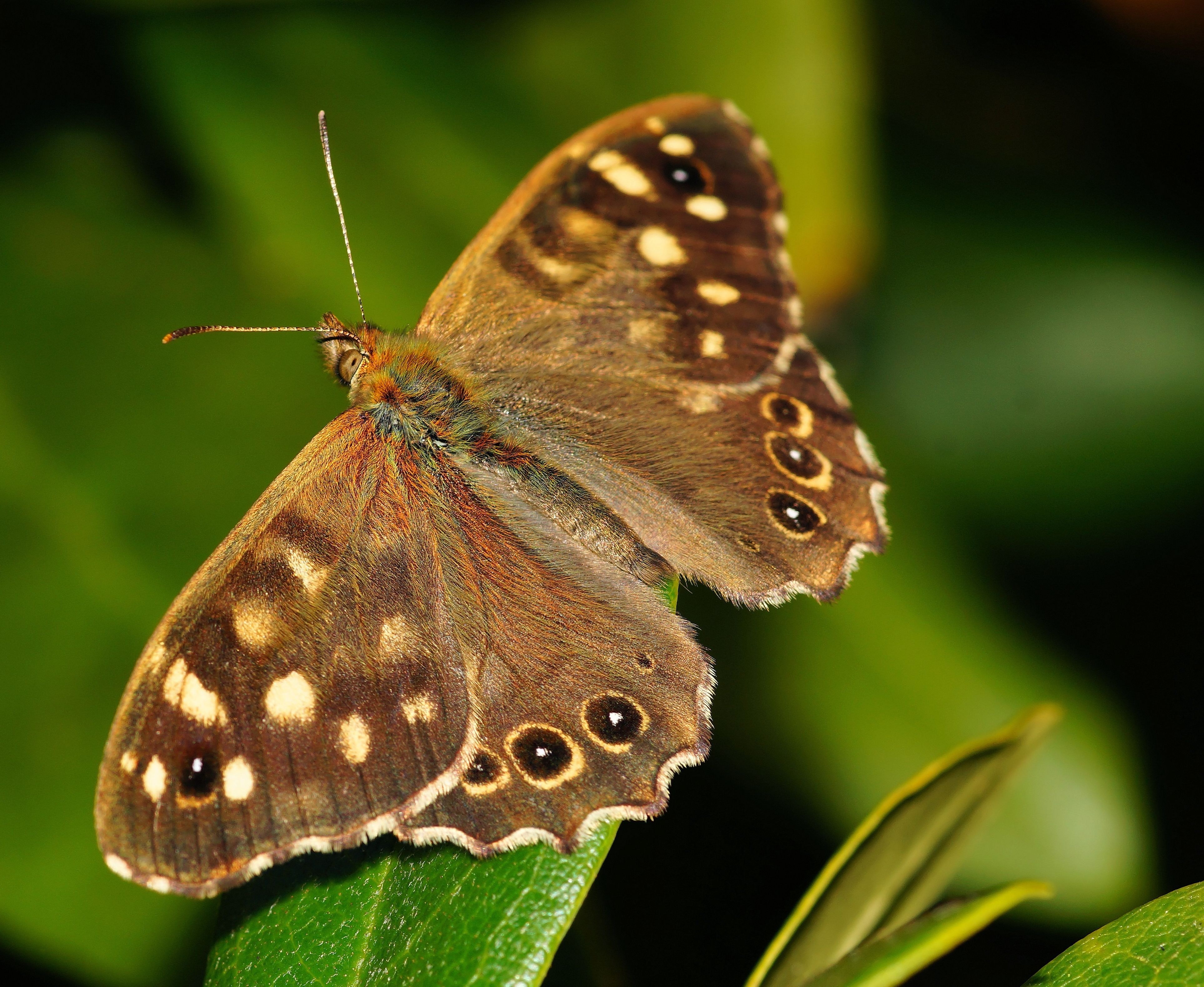 Brown and black butterfly photo