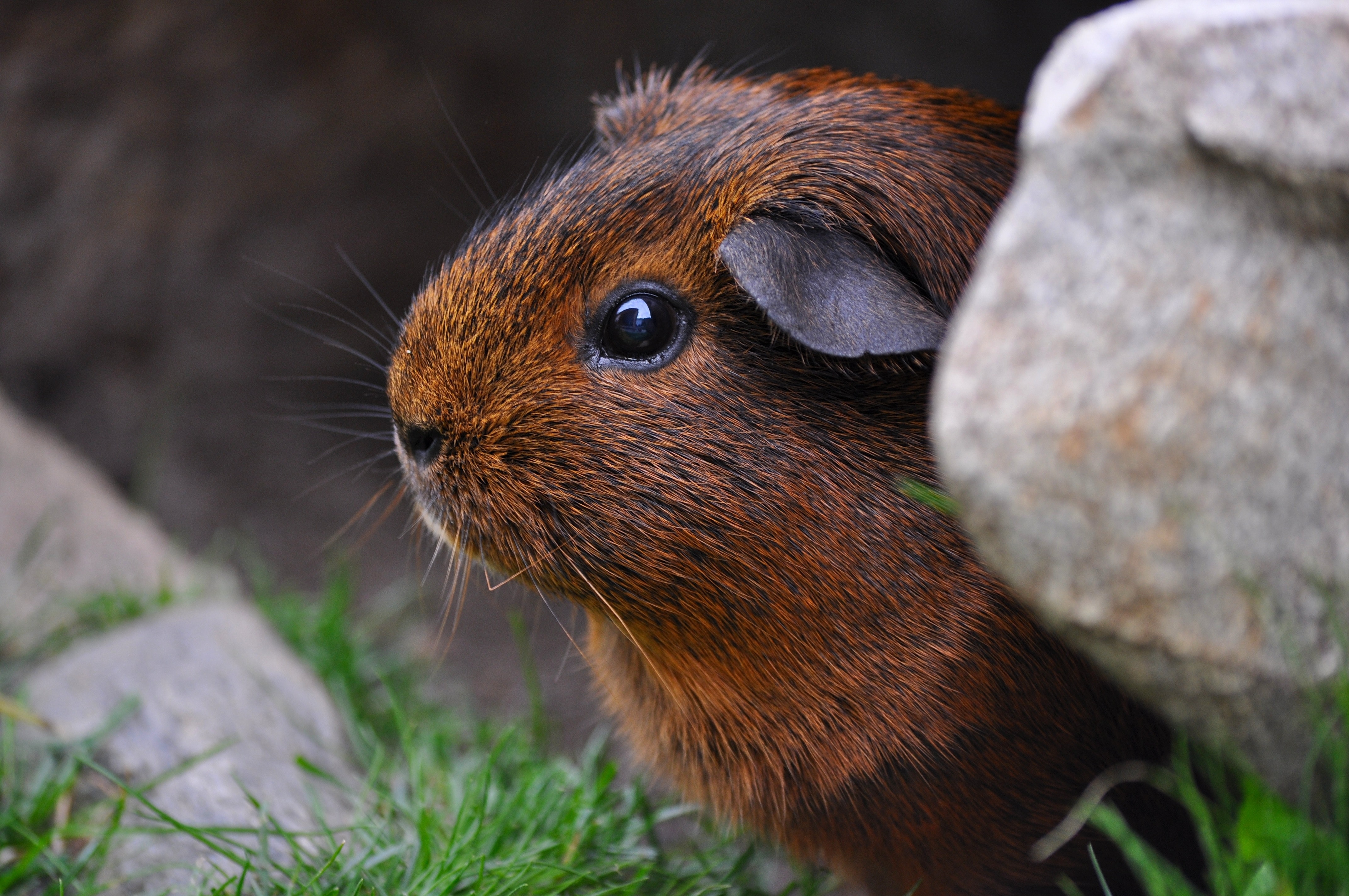 Brown and black guinea pig photo