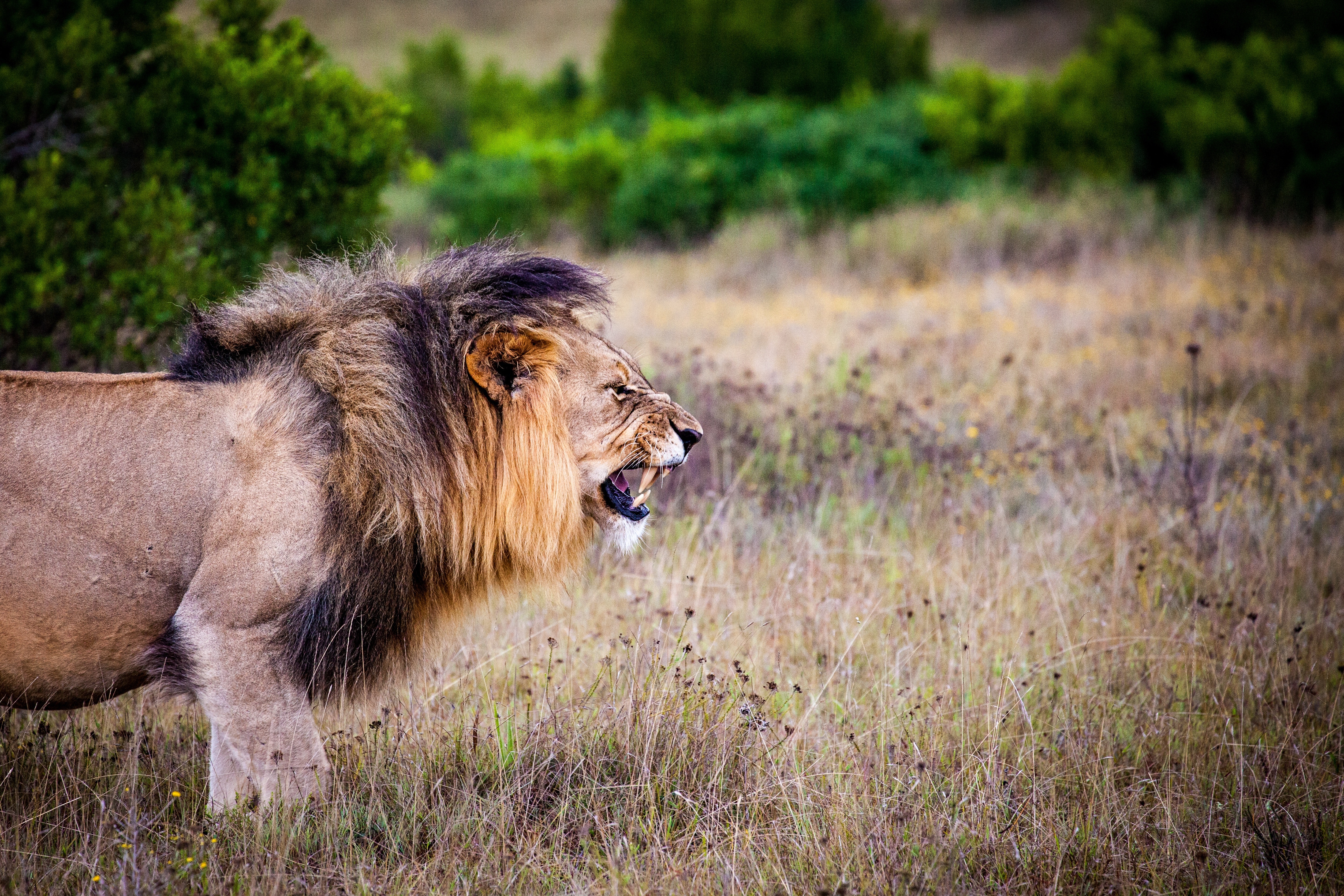 Brown and black lion on brown grass field photo