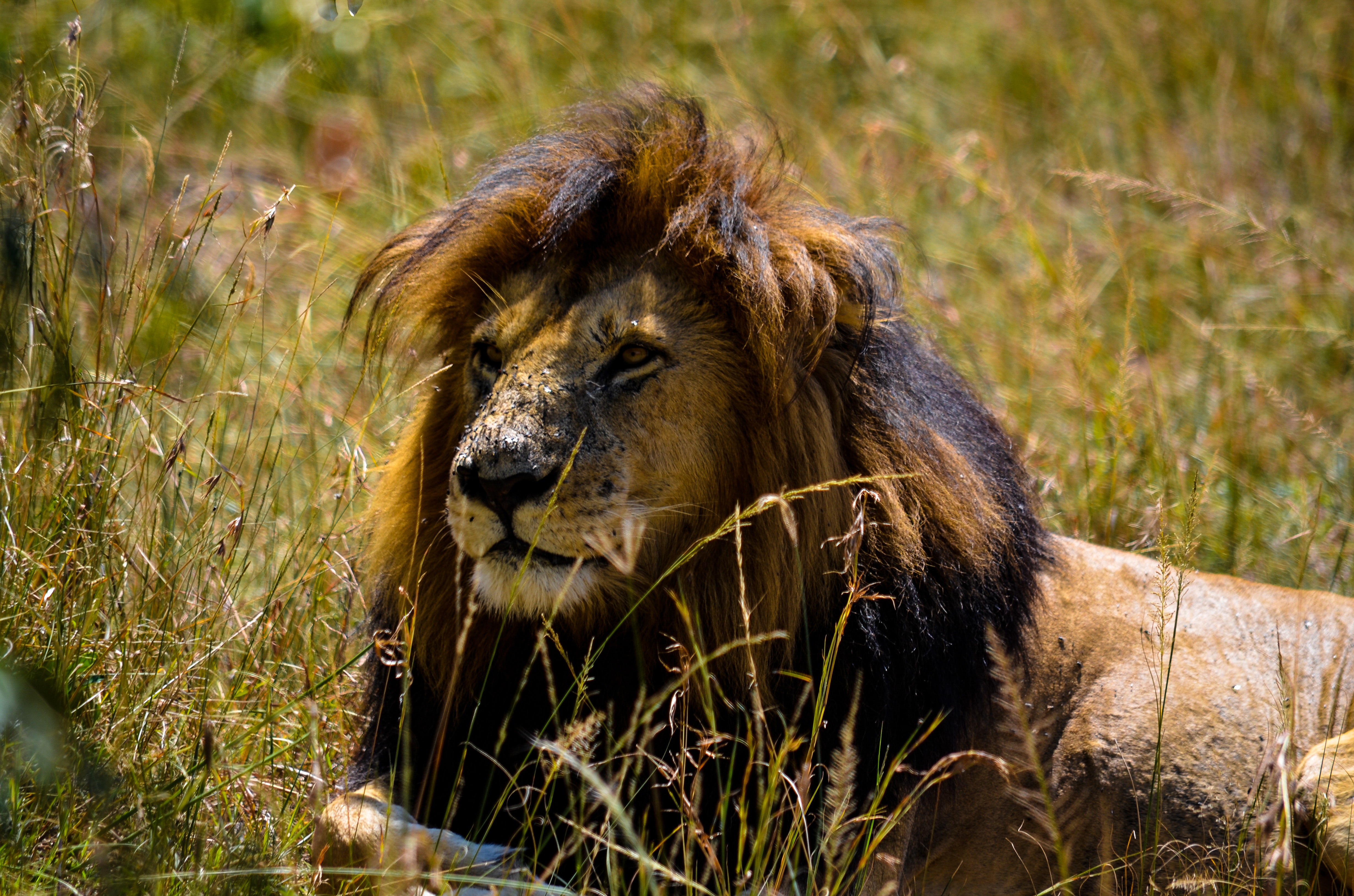 Brown and black lion photo