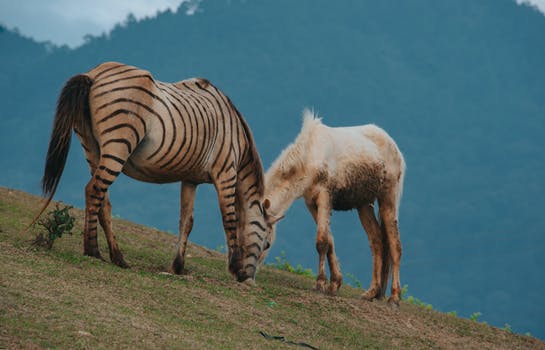 Brown and black zebra beside white horse photo