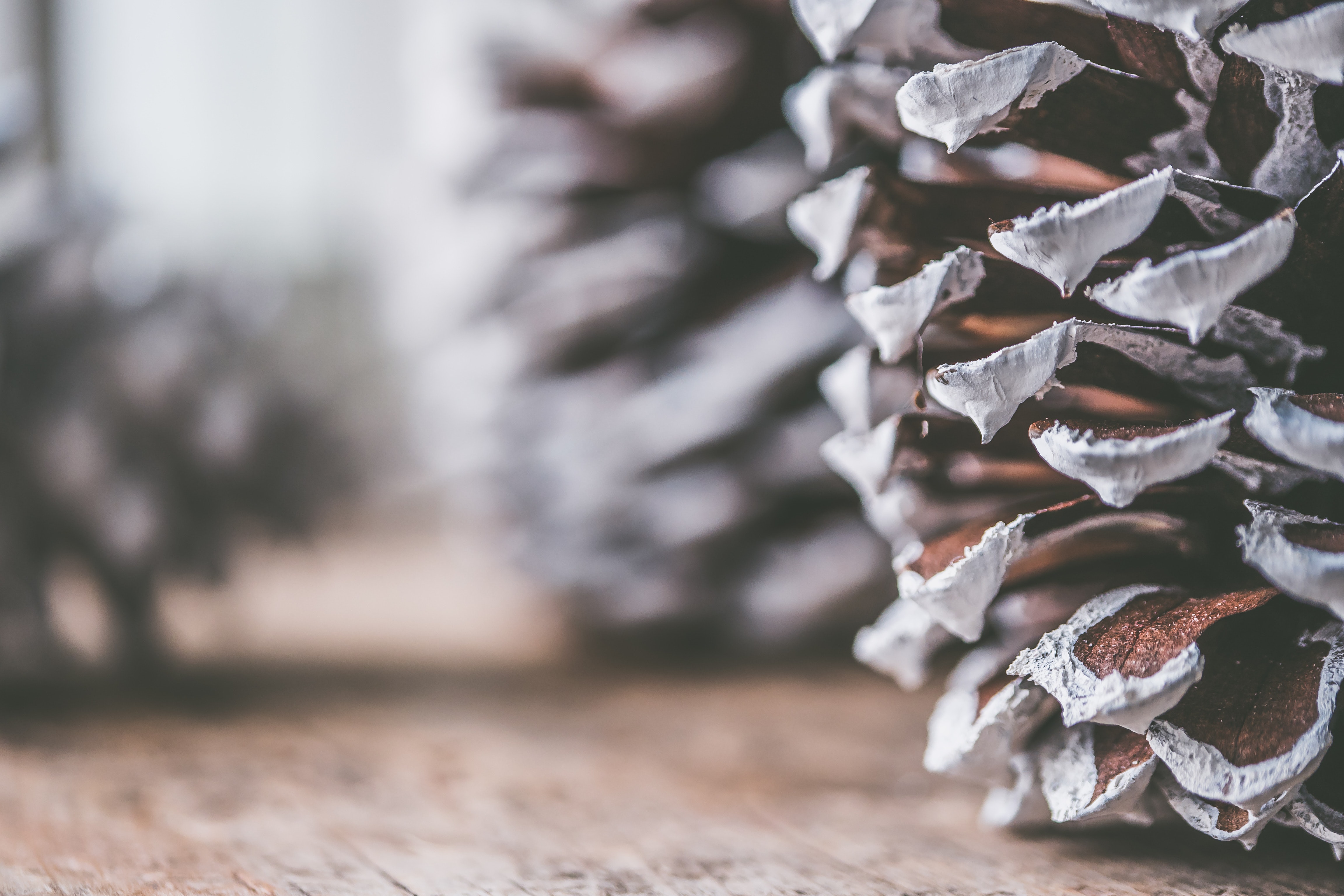 Brown and Gray Decorative Pine Cone, Background, Blur, Blurred background, Brown, HQ Photo
