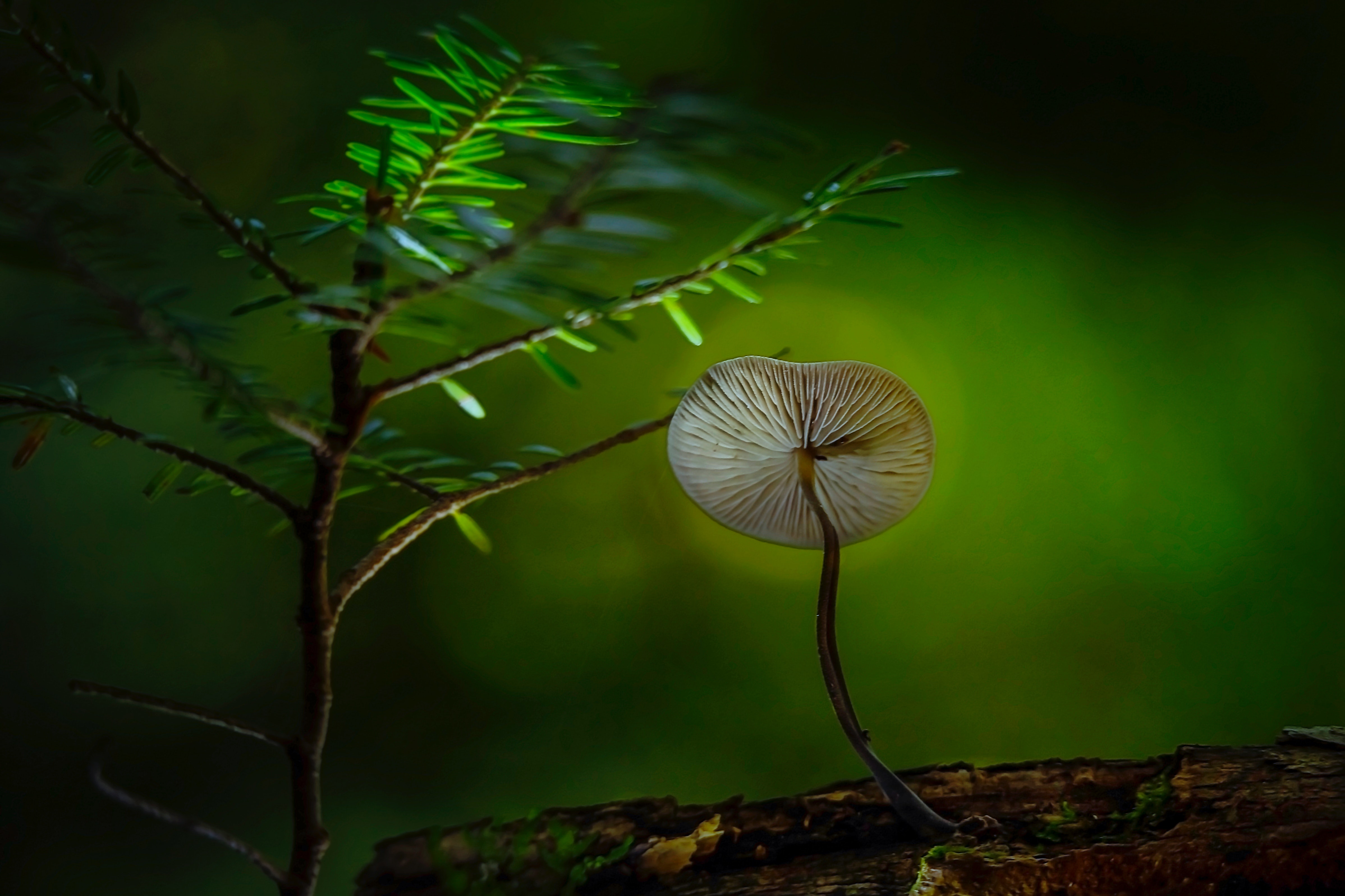 Brown and Gray Mushroom on Brown Sand Near Green Plant, Miniature, Wood, Wild, Tree, HQ Photo