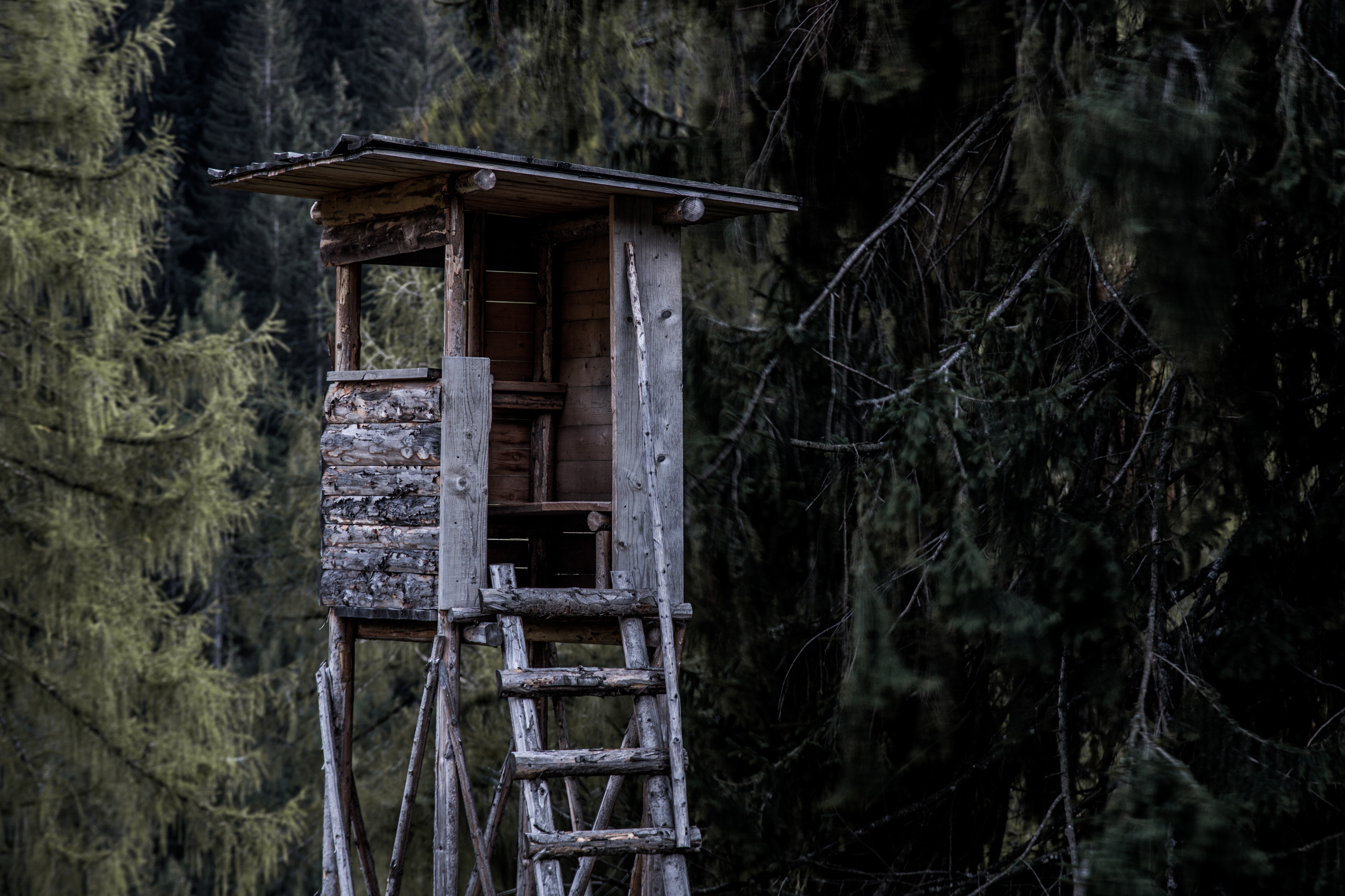 Brown and Gray Wooden Tree House Near Trees, Abandoned, Decay, Exterior, Forest, HQ Photo