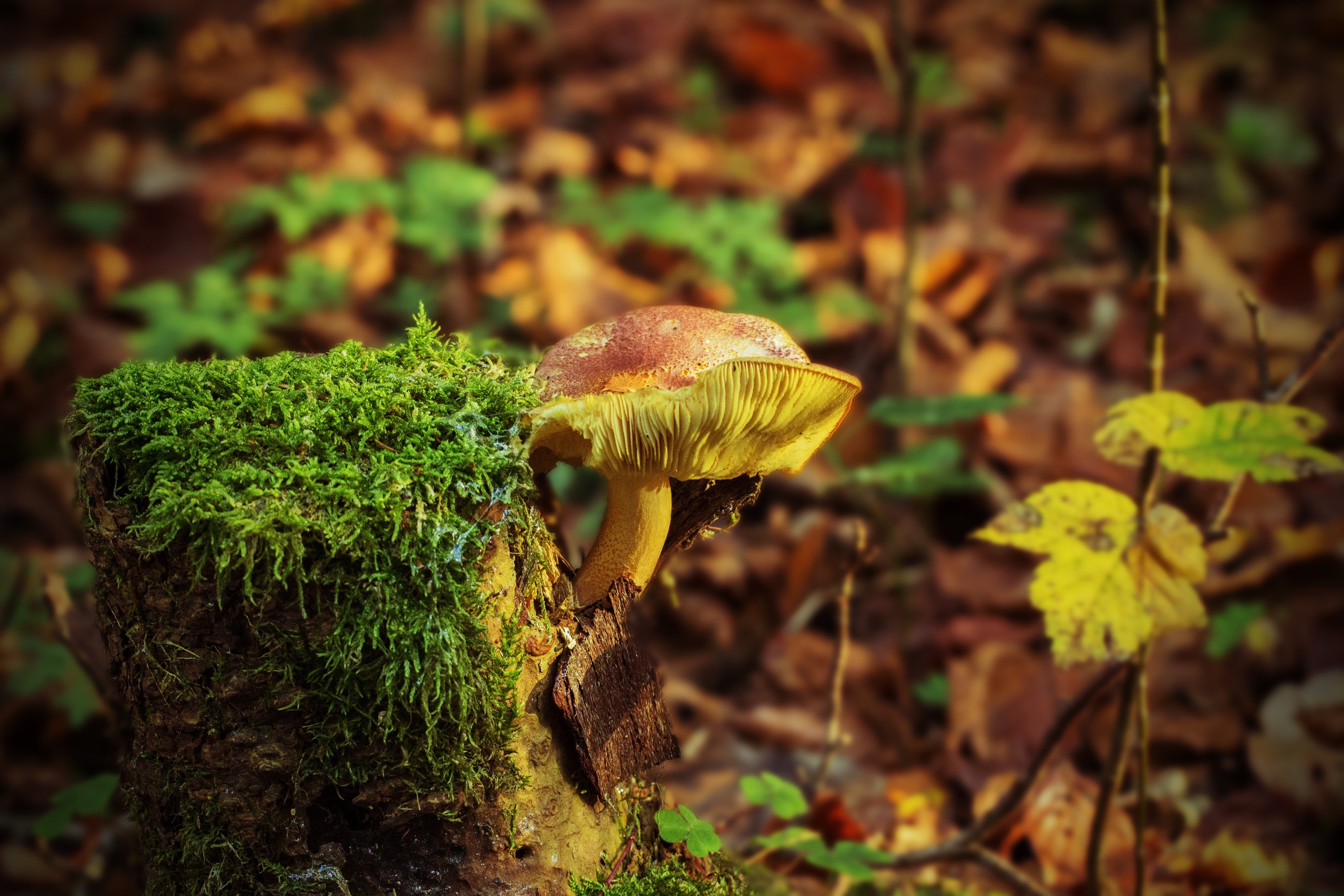 Brown and green mushroom photo