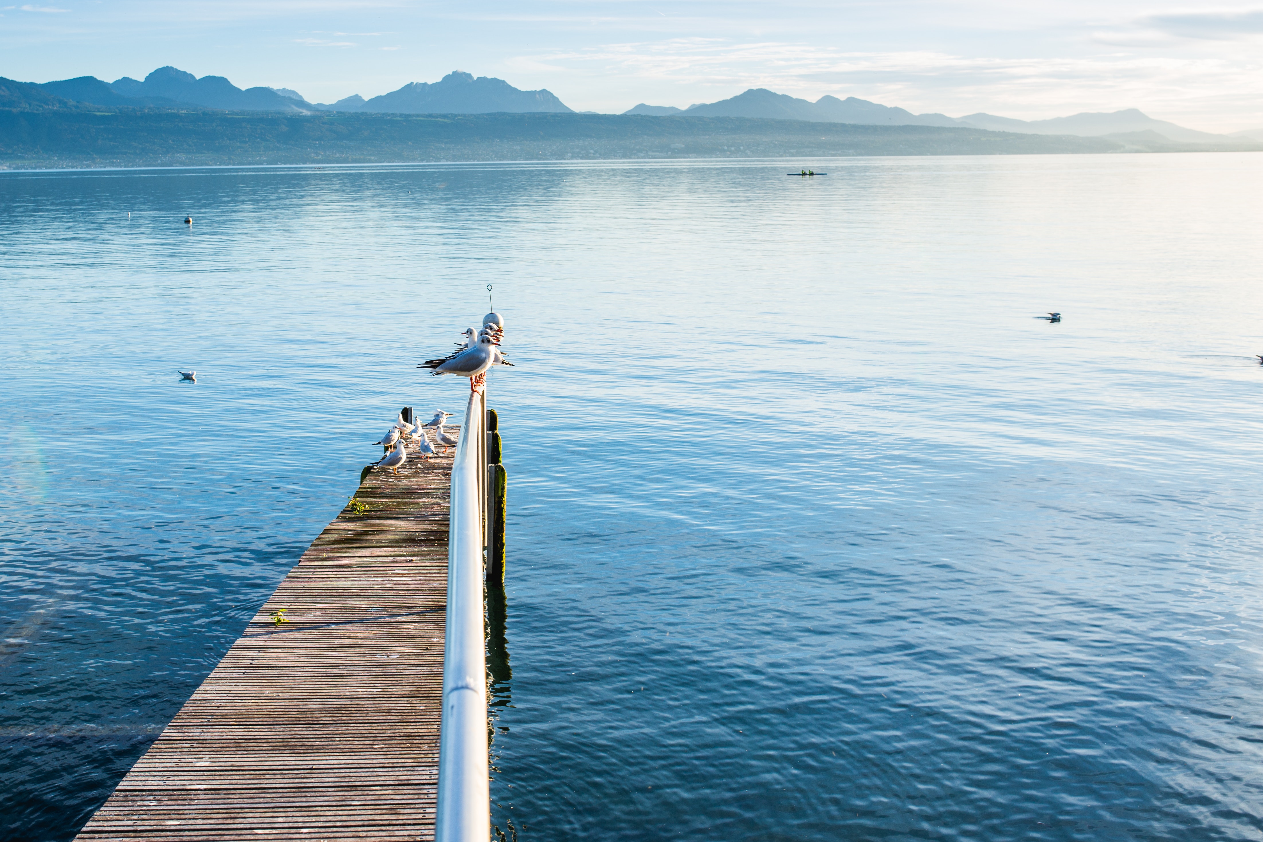 Brown and Silver Pier over Body of Water, Birds, Dock, Gulls, Mountains, HQ Photo